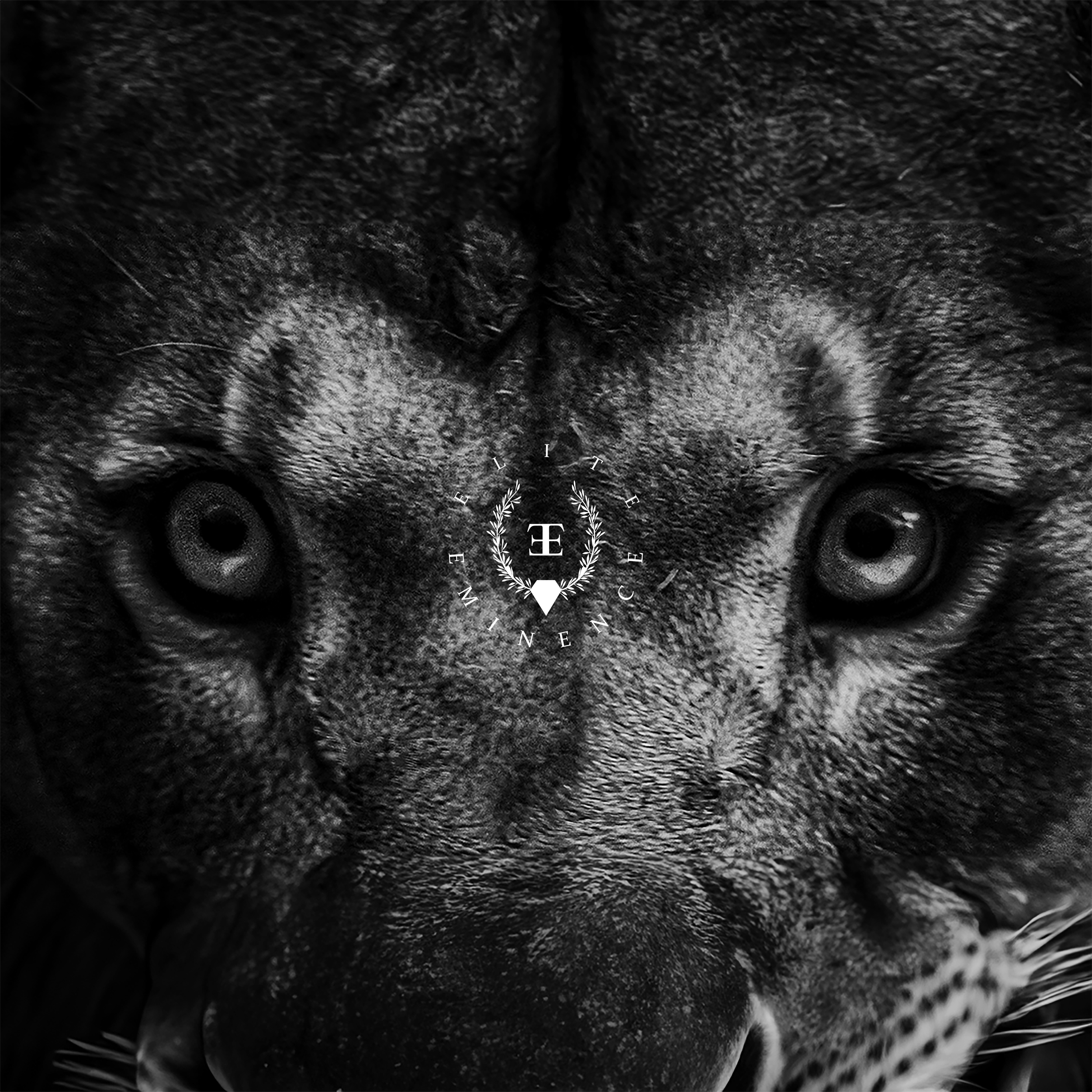Close-up of a wildcat's face with intense eyes, black and white image, with a circular logo and the words 'EŁITE EŇCÉ' over the nose area.