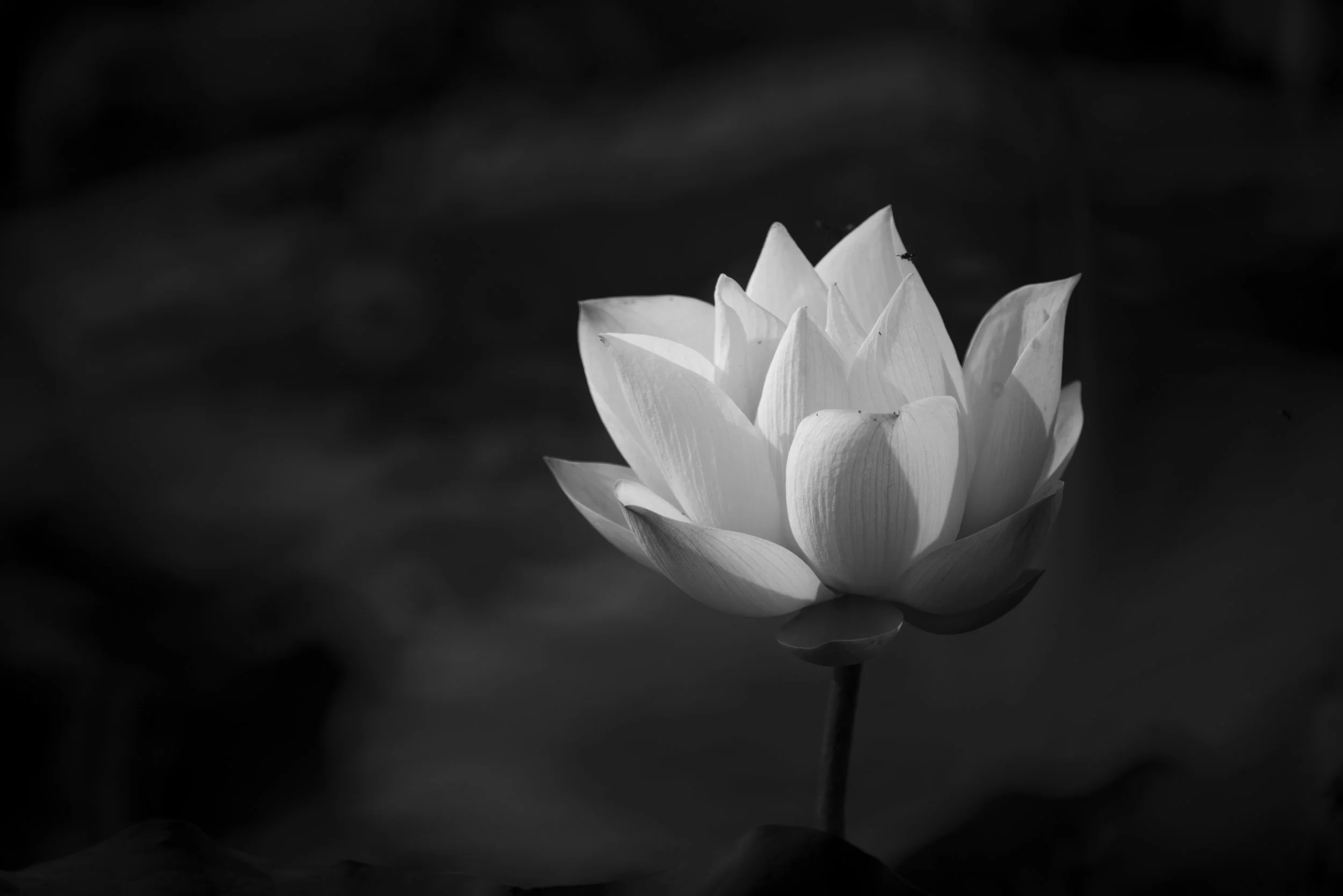 A black and white photograph of a blooming lily flower with petals opening outward.