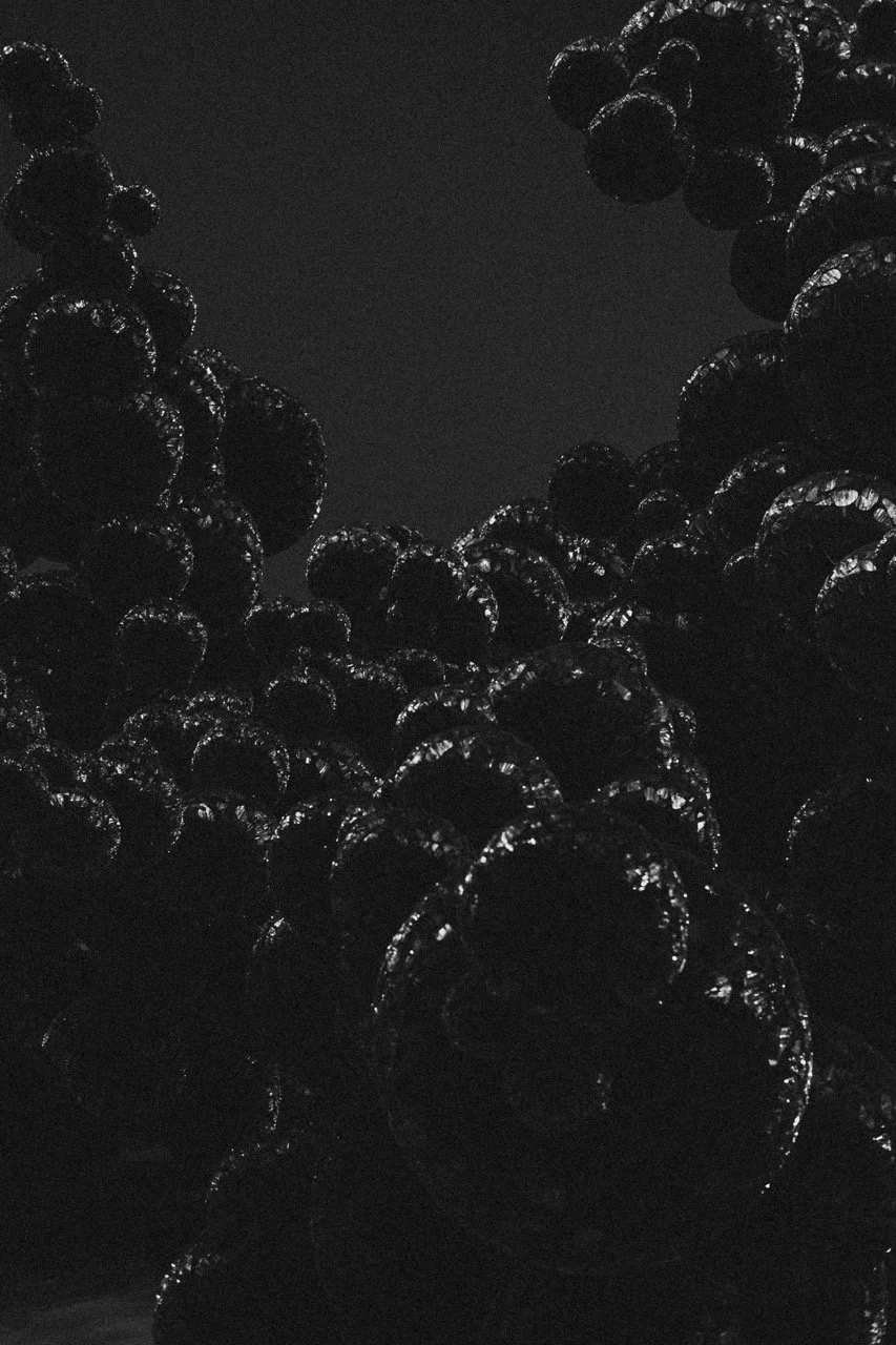 DSCF5676 Large.jpeg