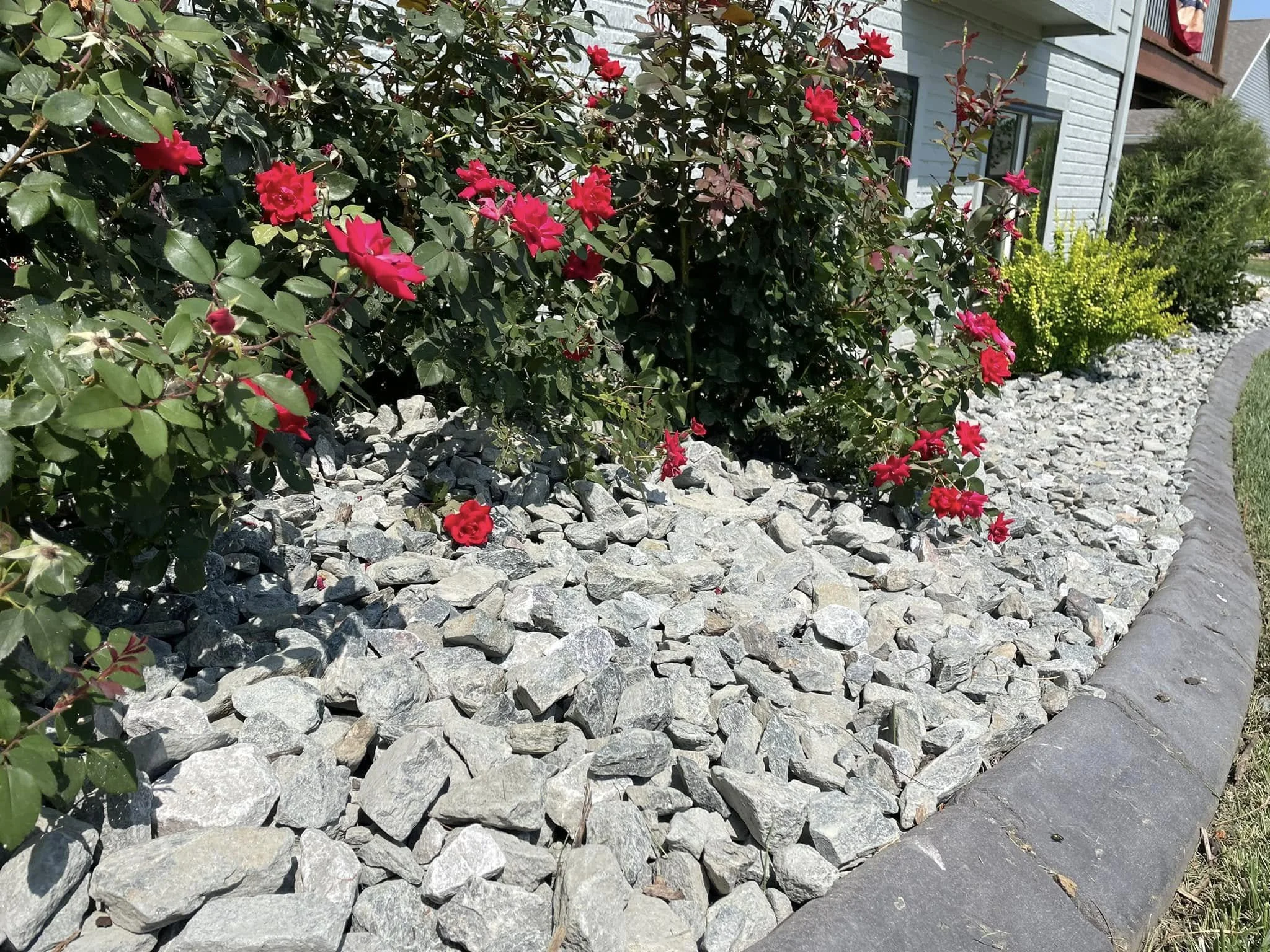 A garden bed with red roses and some green plants, covered with gray rocks, bordered by a curved edging. A house with windows and siding is visible in the background.