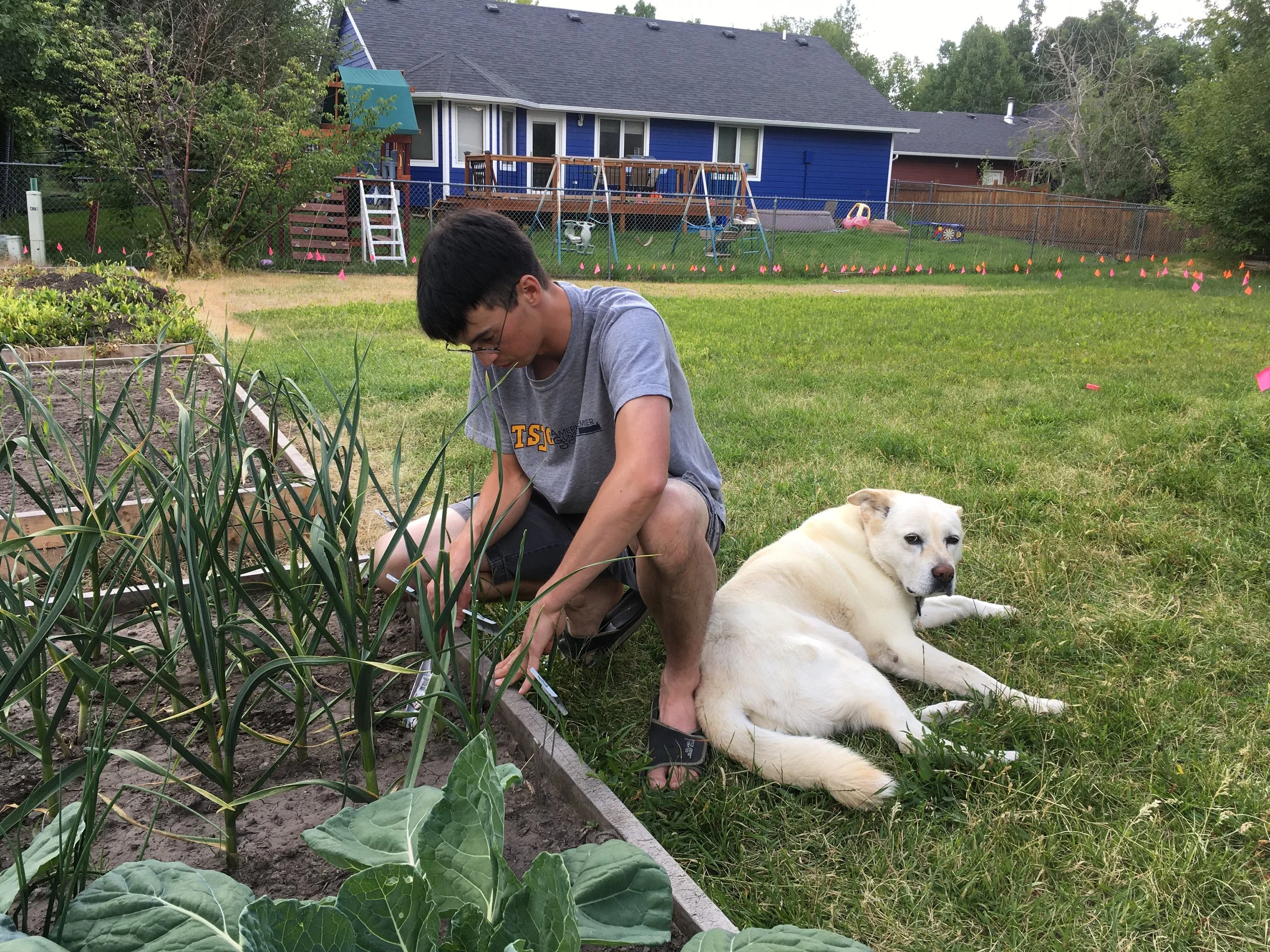 Koira = best helper.