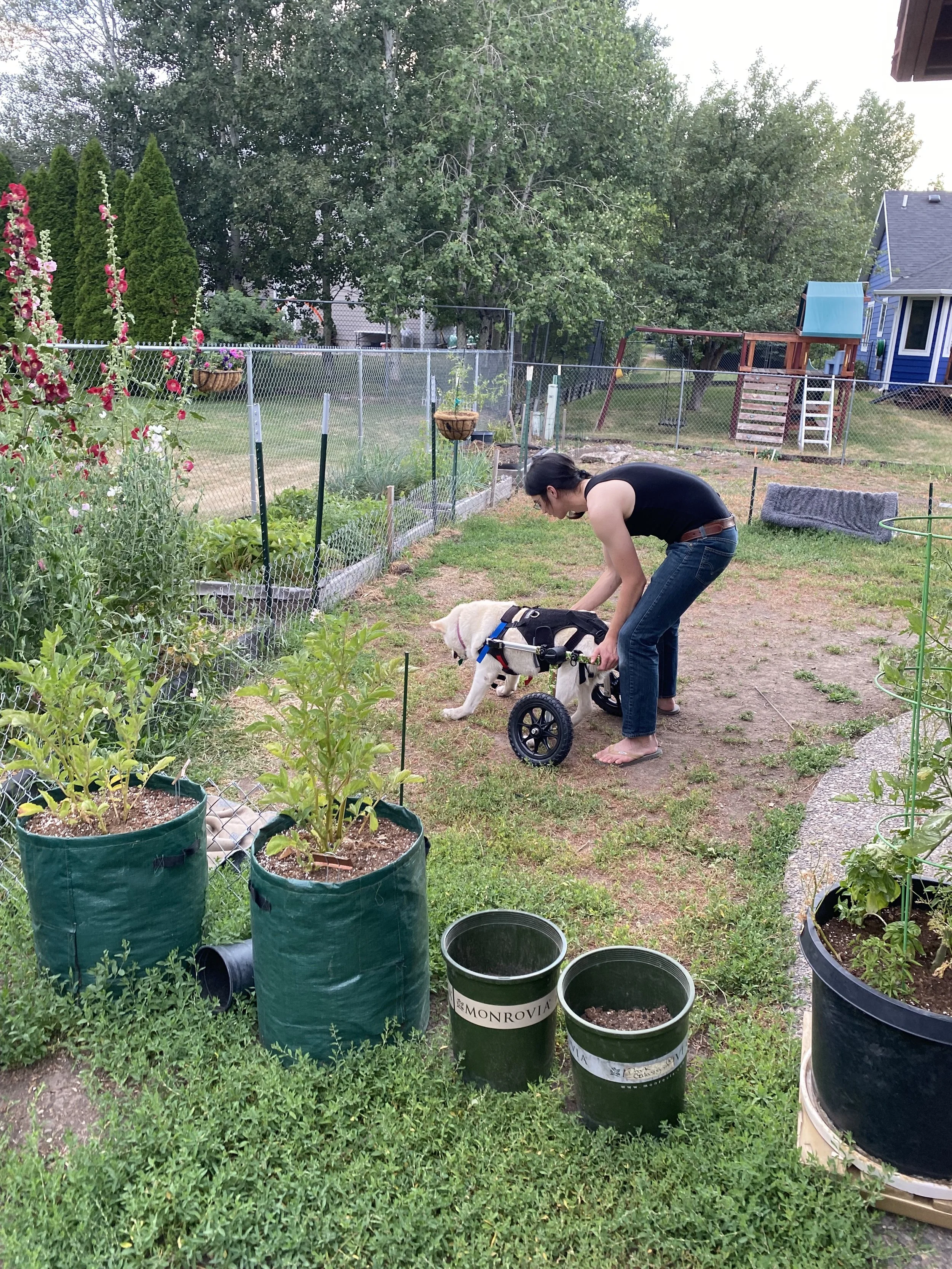 Koira's hips gave out, and she went blind in her final year, but she was stubborn and determined to keep going! She's almost 17 here. 