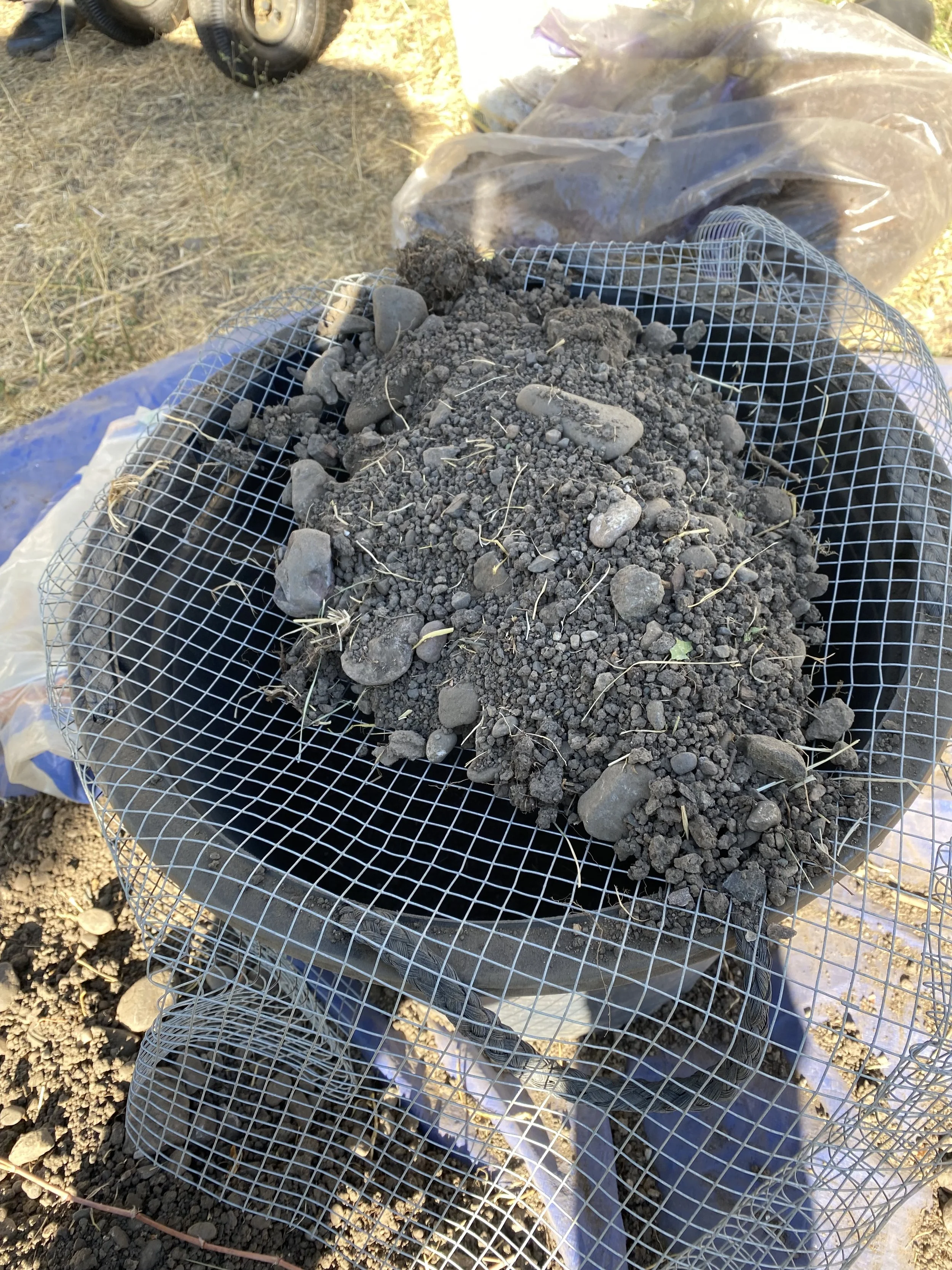 Making sure we never have to deal with rocks when planting in that bed EVER AGAIN.
