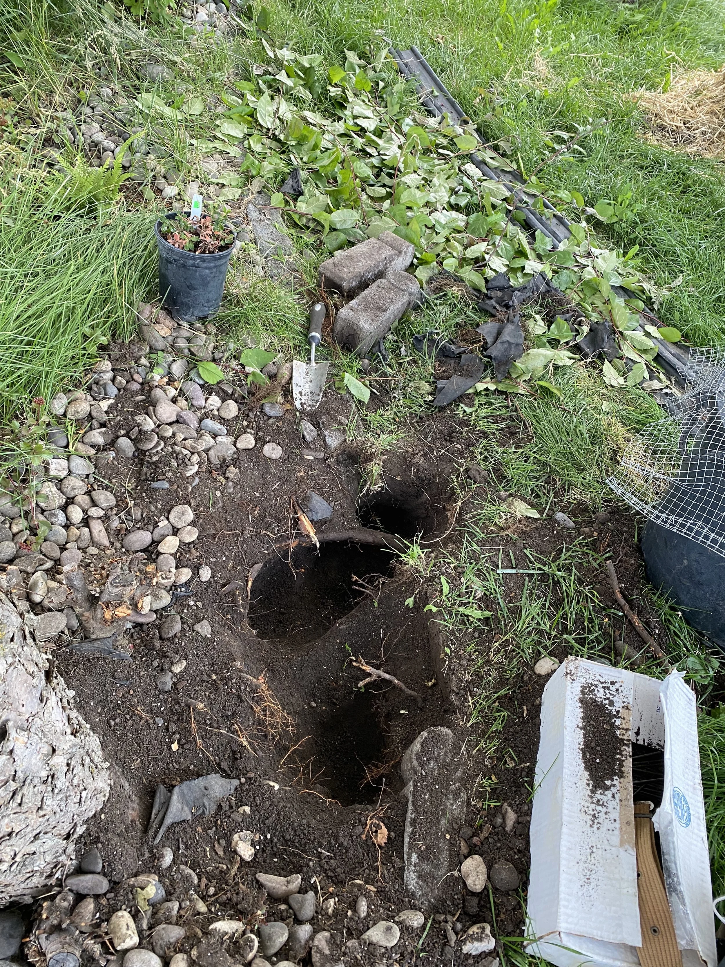 "Why do all of the plants that I put here die?"

"Oh..."