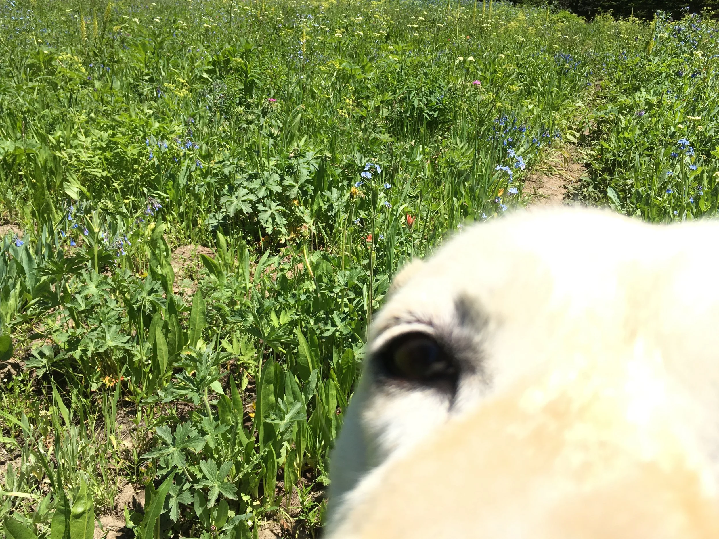 Katie's favorite picture of Koira.