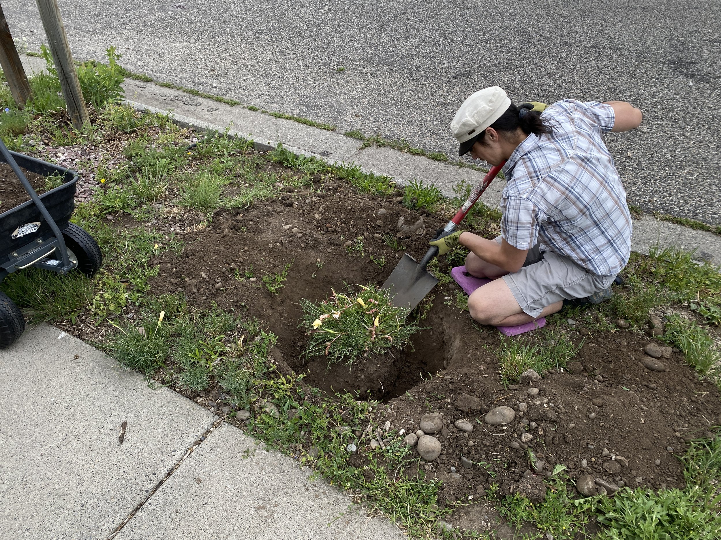 When your down-the-block neighbor sells their house with the amazing native plant yard, and you find out that the new owners want to tear it out and put down sod... (we asked first)
