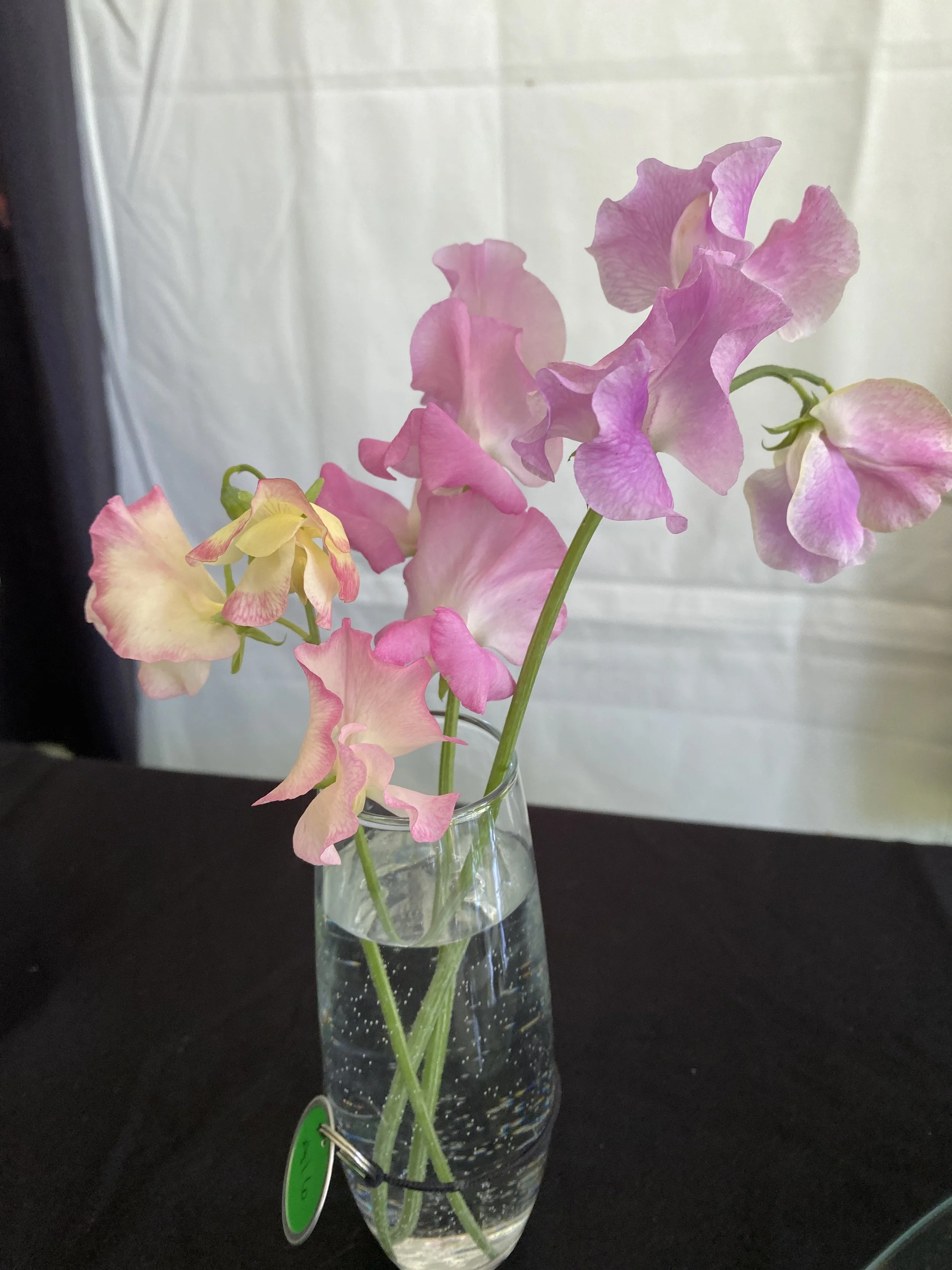 Katie won 3rd place in the 2024 Sweet Pea flower show! 