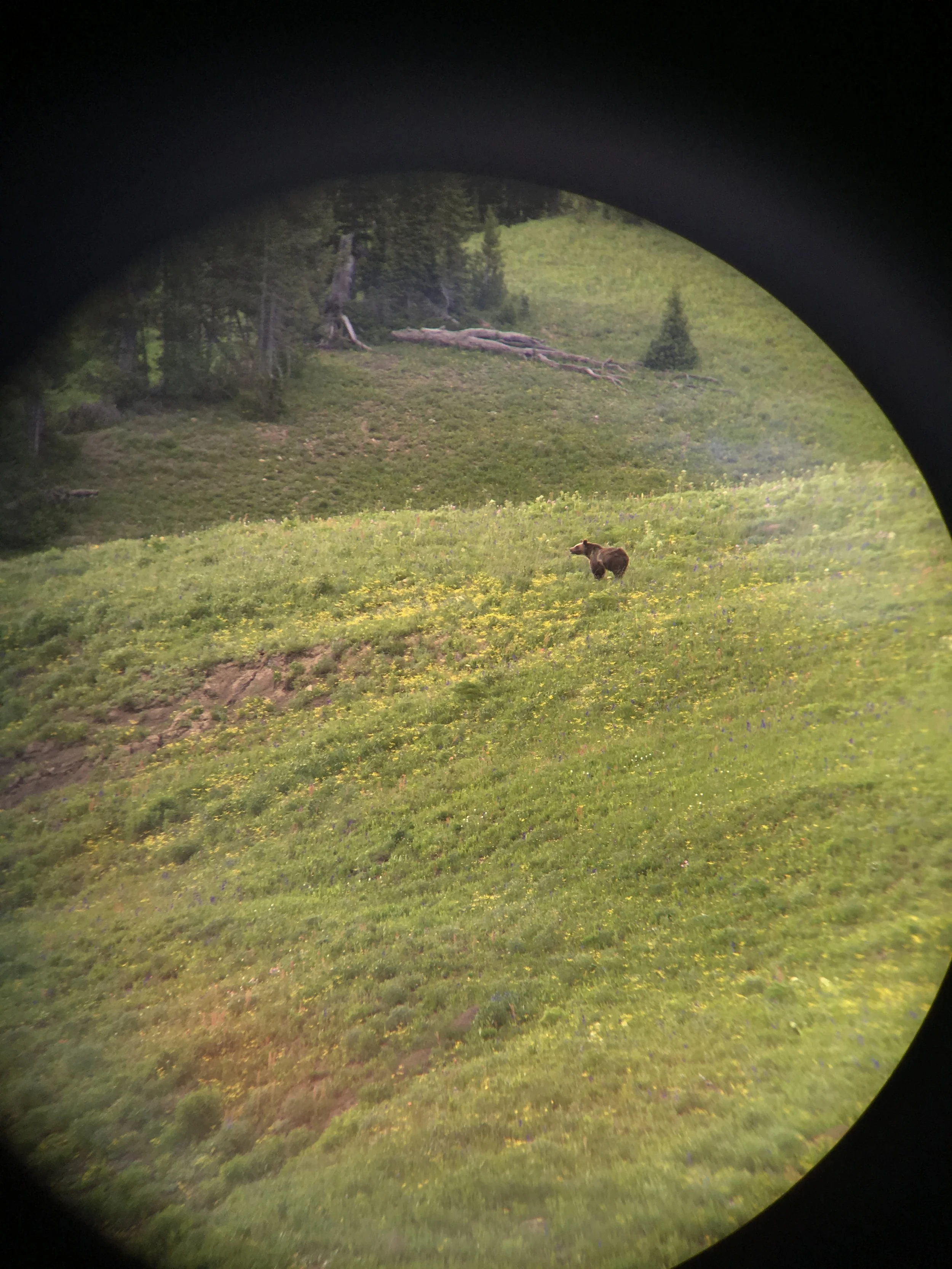 A polite grizzly bear.