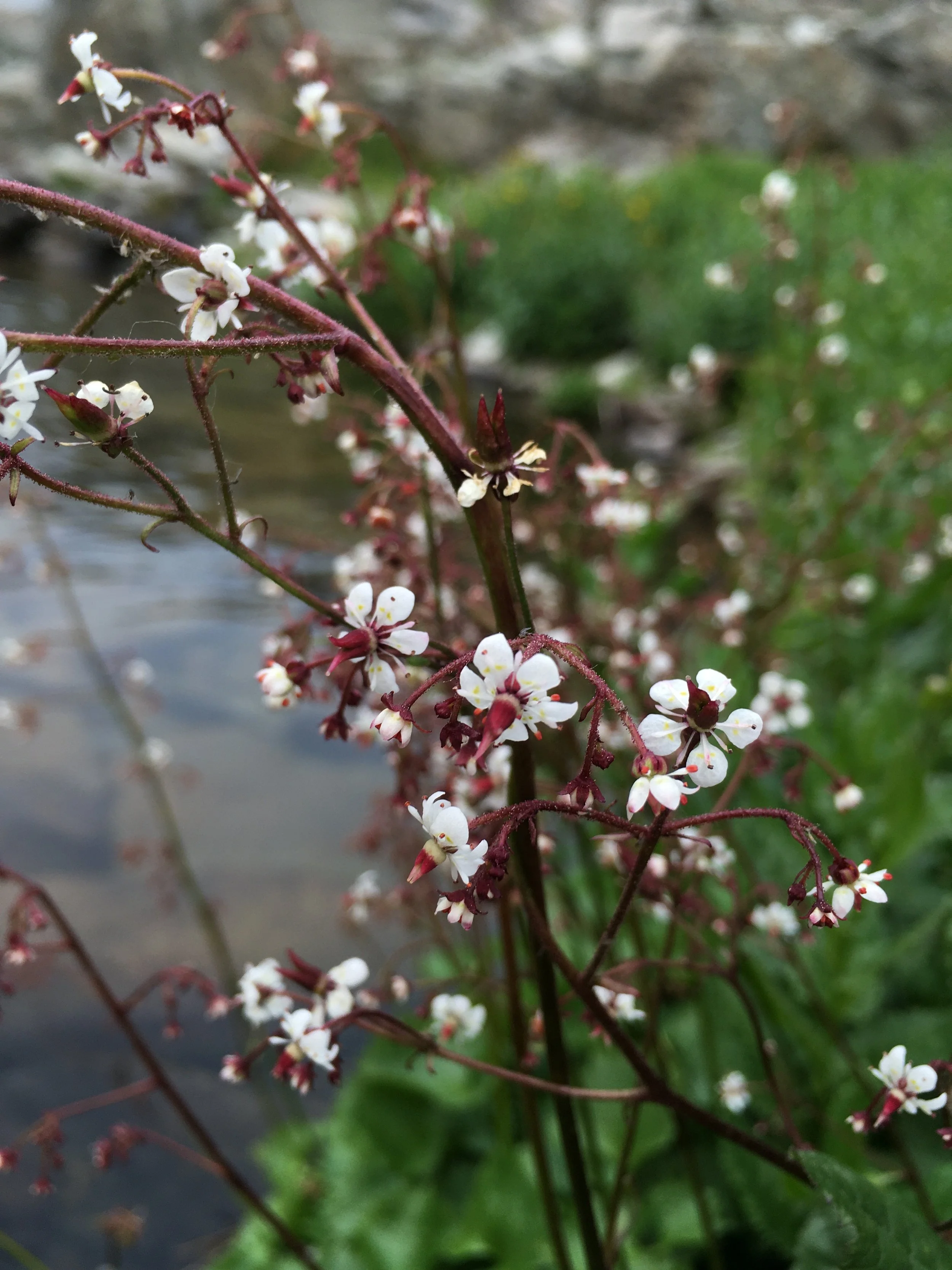 Brook Saxifrage ( Saxifraga odontoloma  was the first plant that Katie taught Oliver. 