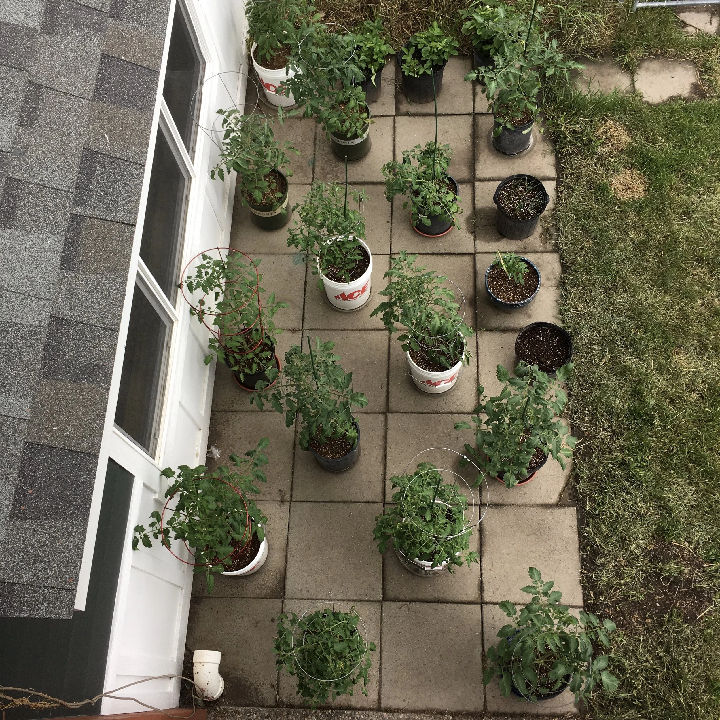 20 tomatoes is too many. 