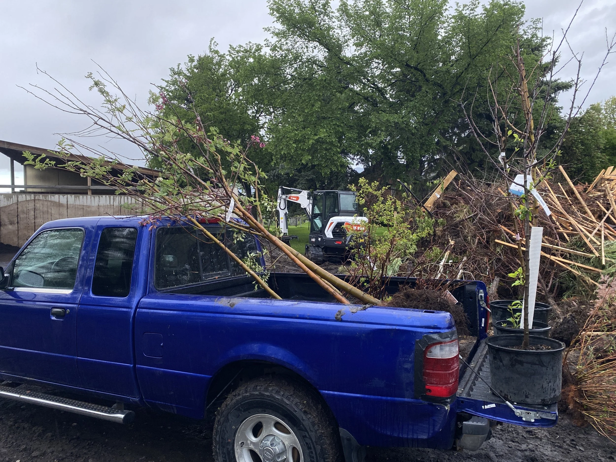 Saving sad trees from the burn pile.
("Katie cannot safely work at plant nurseries" ex. 2) 