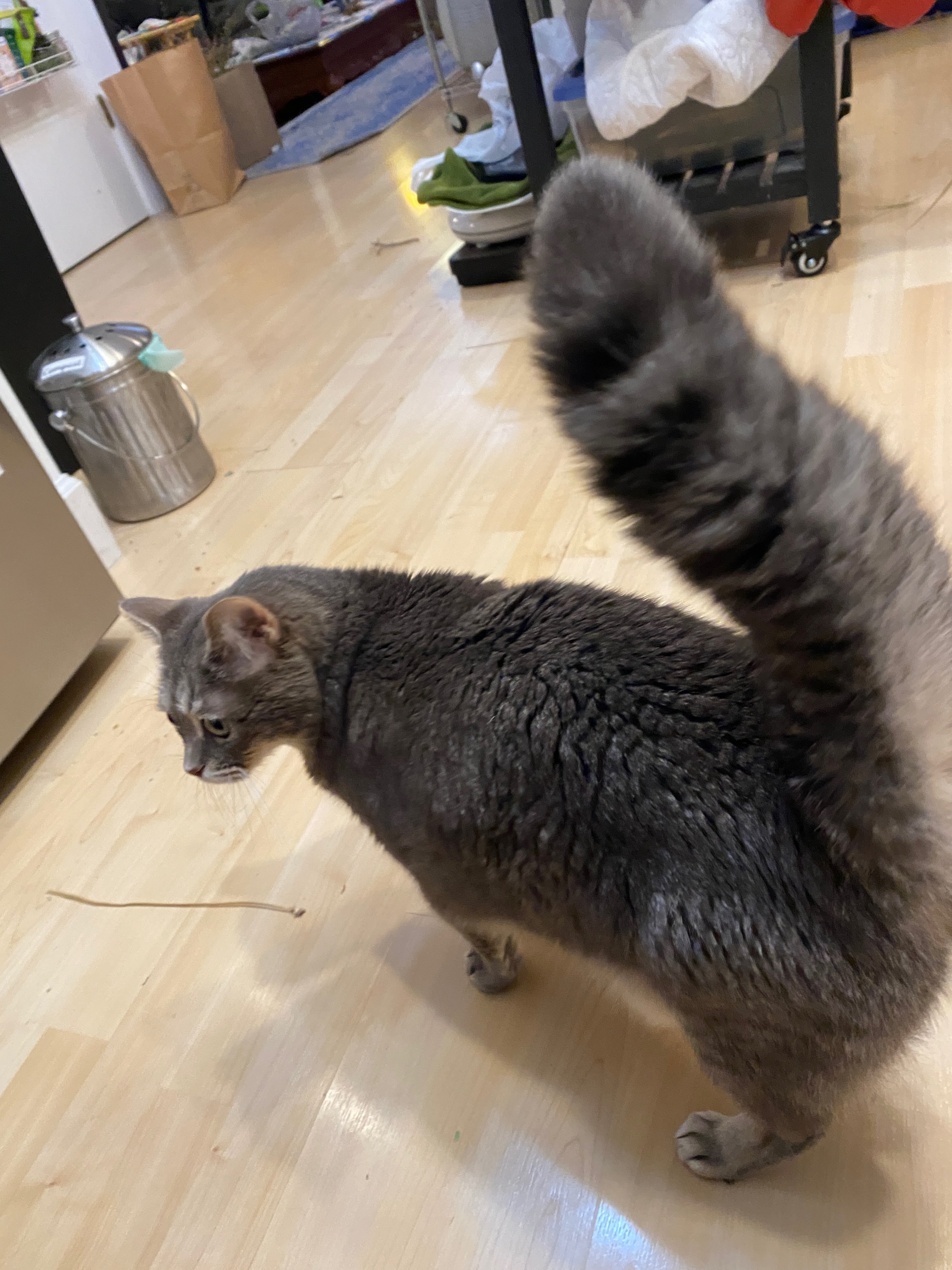 Kissa gets really excited about food. 