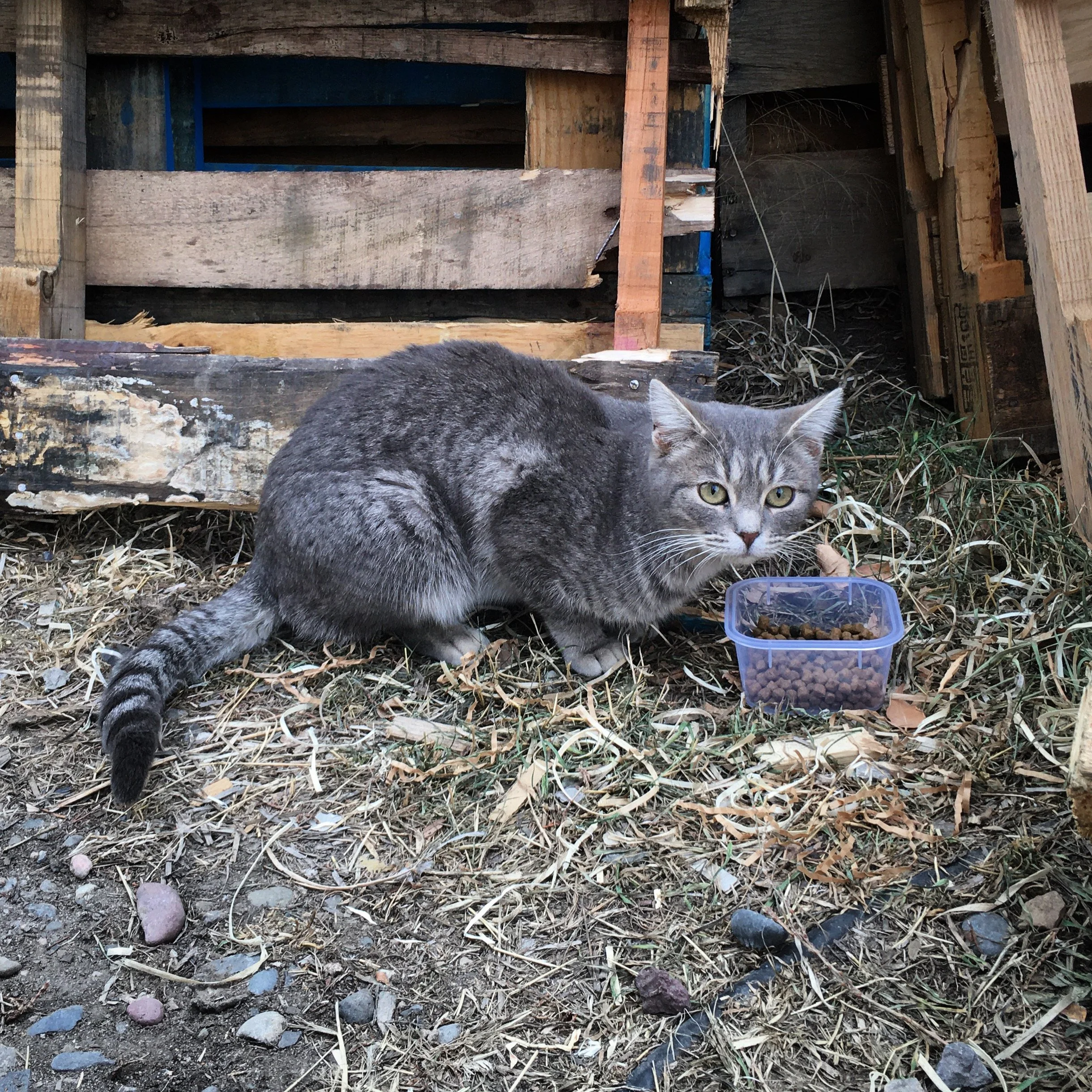 Trying to gain the trust of a little stray cat who was hiding out behind the Chalet Market in December. (It's Kissa! Pronounced key-sah)