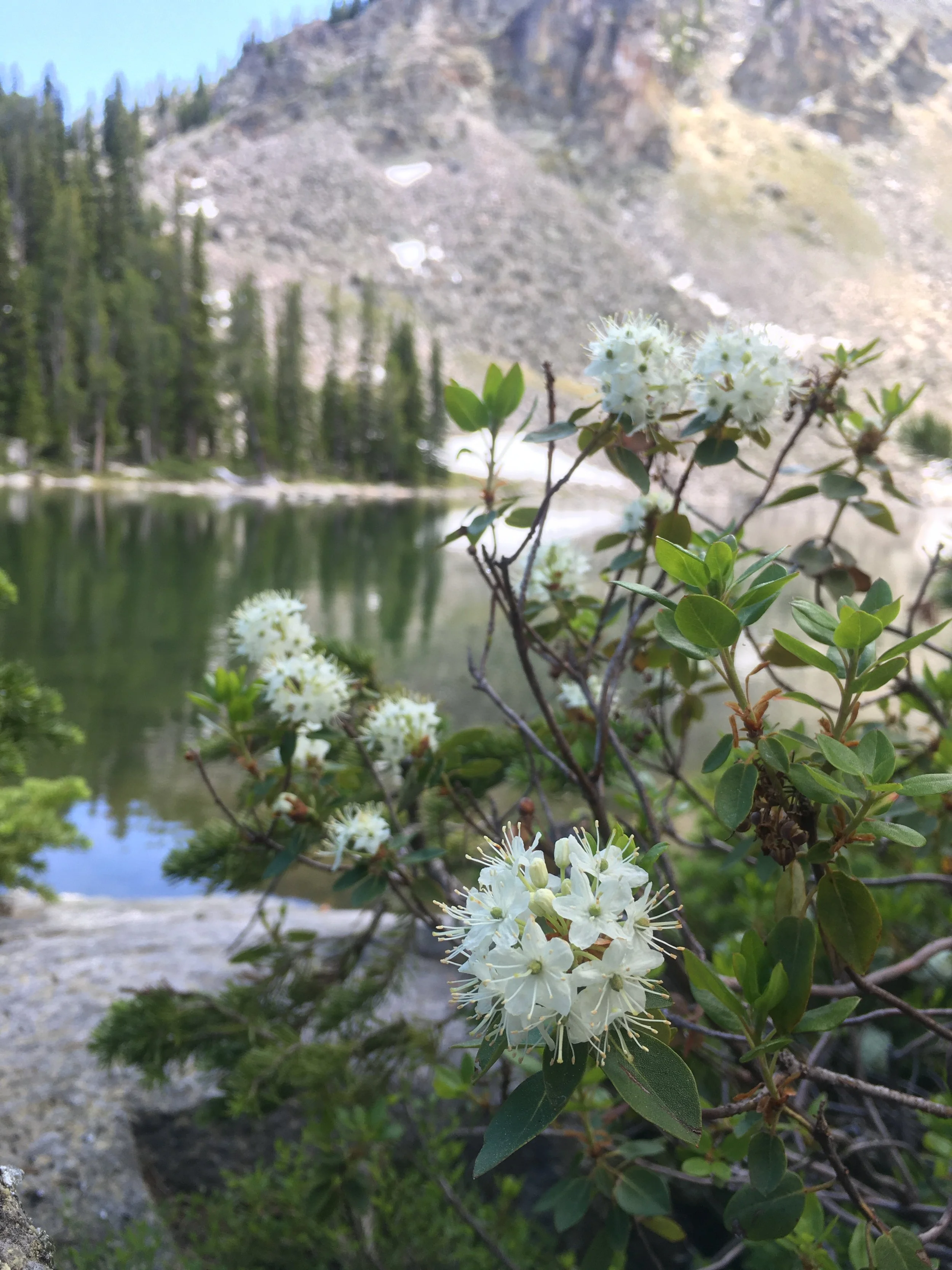 Did you know that Montana has a native rhododendron? 