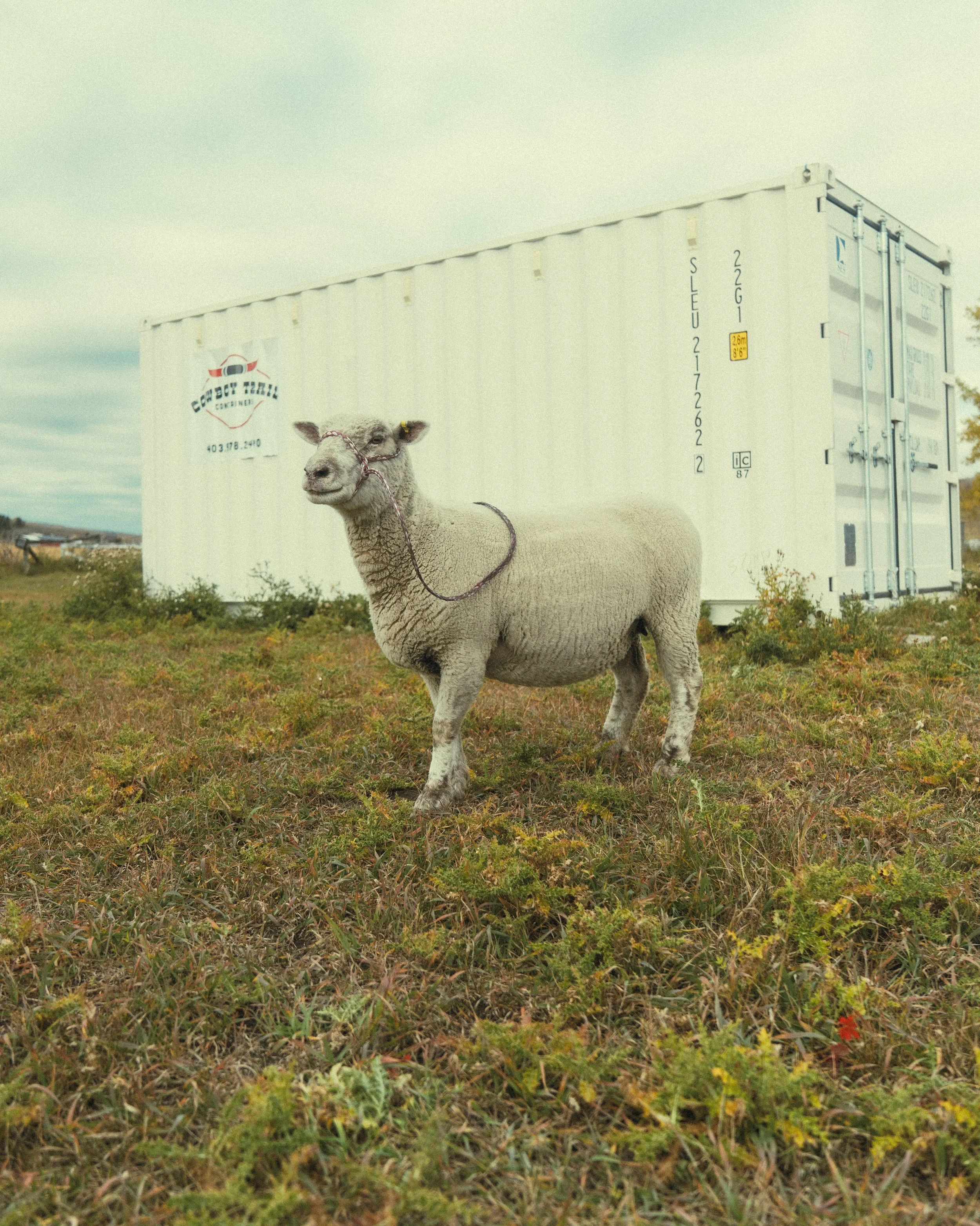 A sheep standing on grass in front of a large white shipping container, with a cloudy sky overhead.