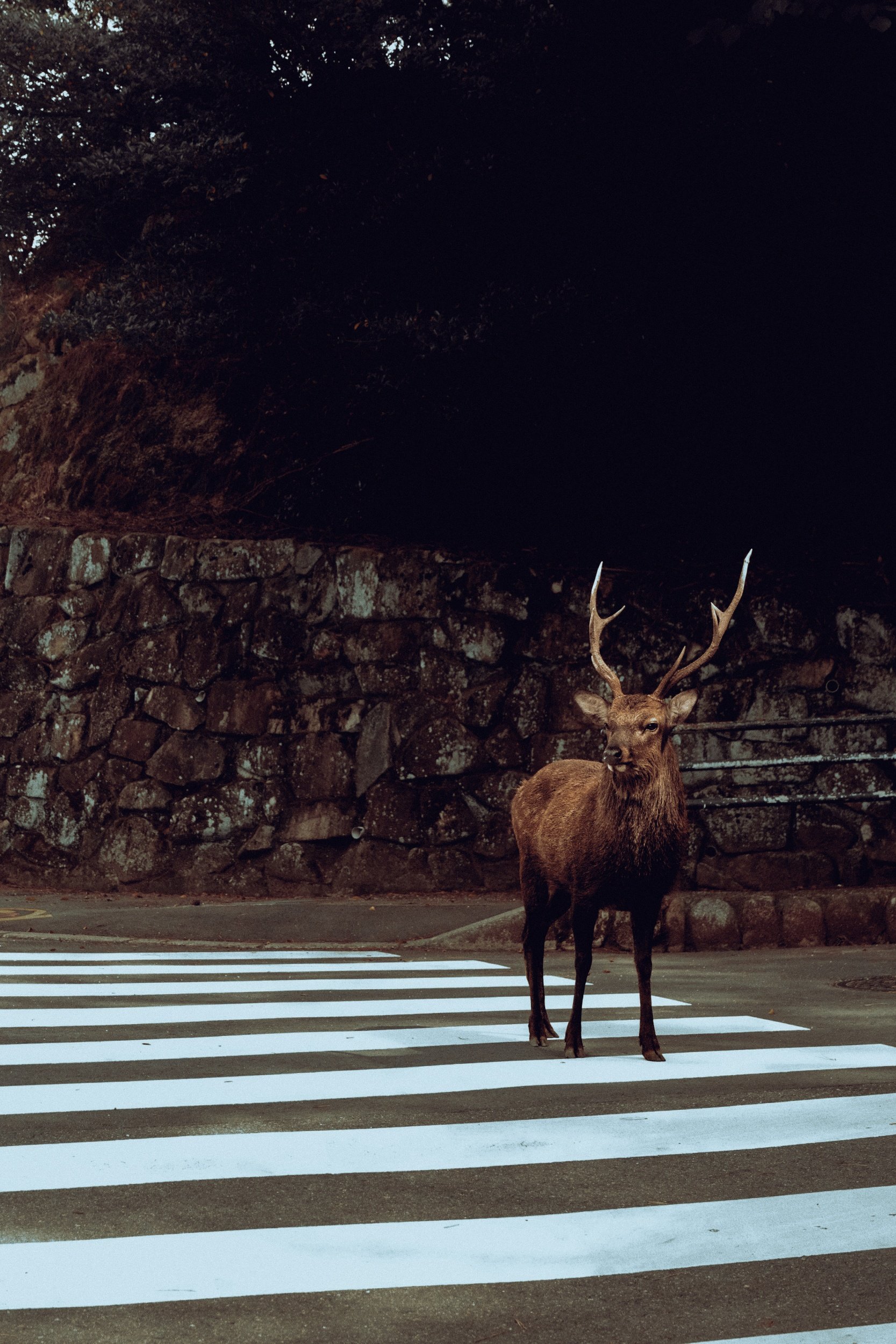 processed_DSCF9230 (1).jpg