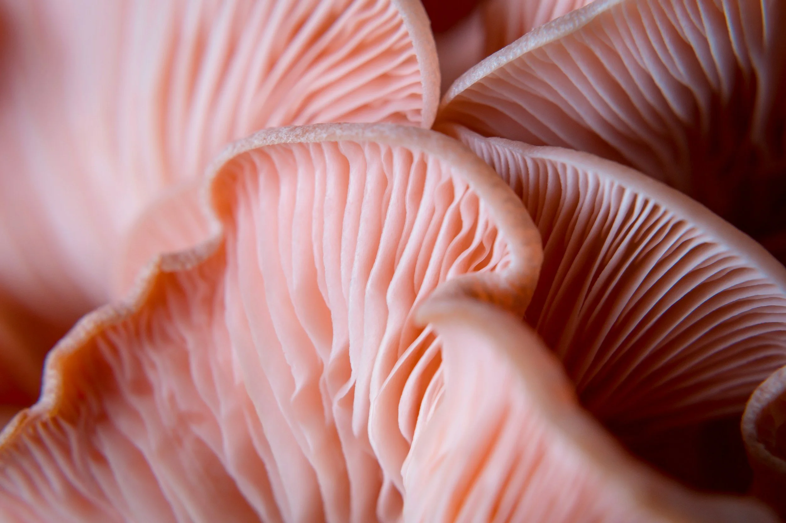 Close-up of pinkish-orange mushroom gills with detailed texture