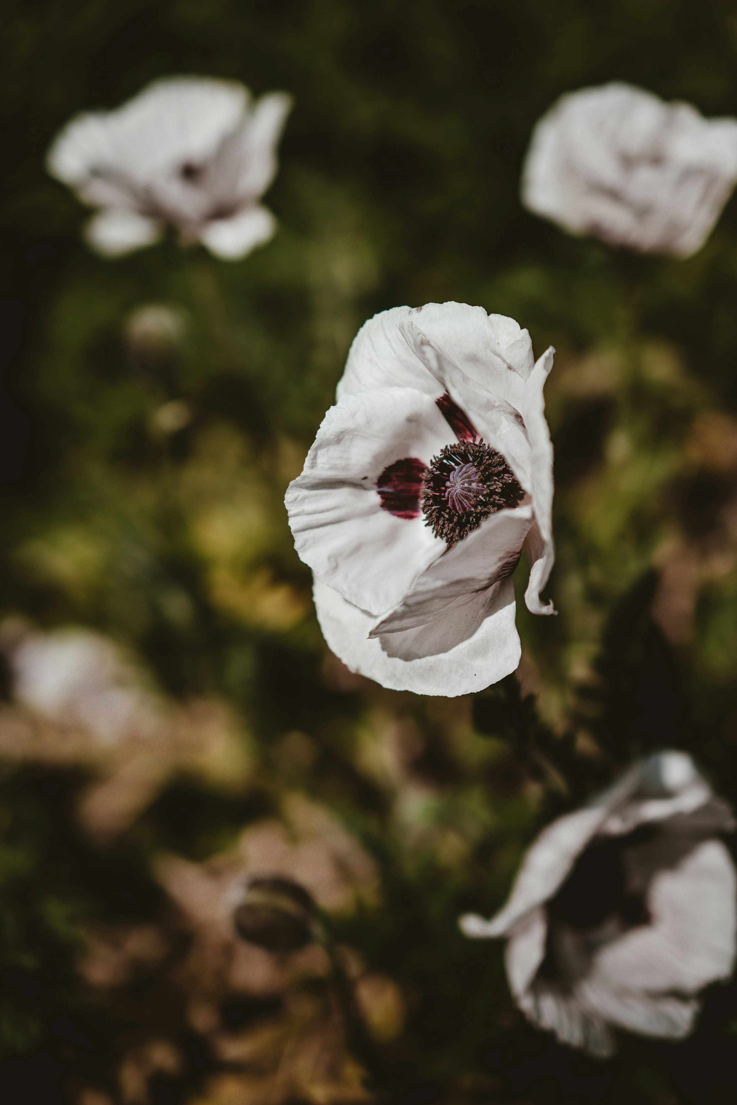 A Faithful Path Beyond Addiction