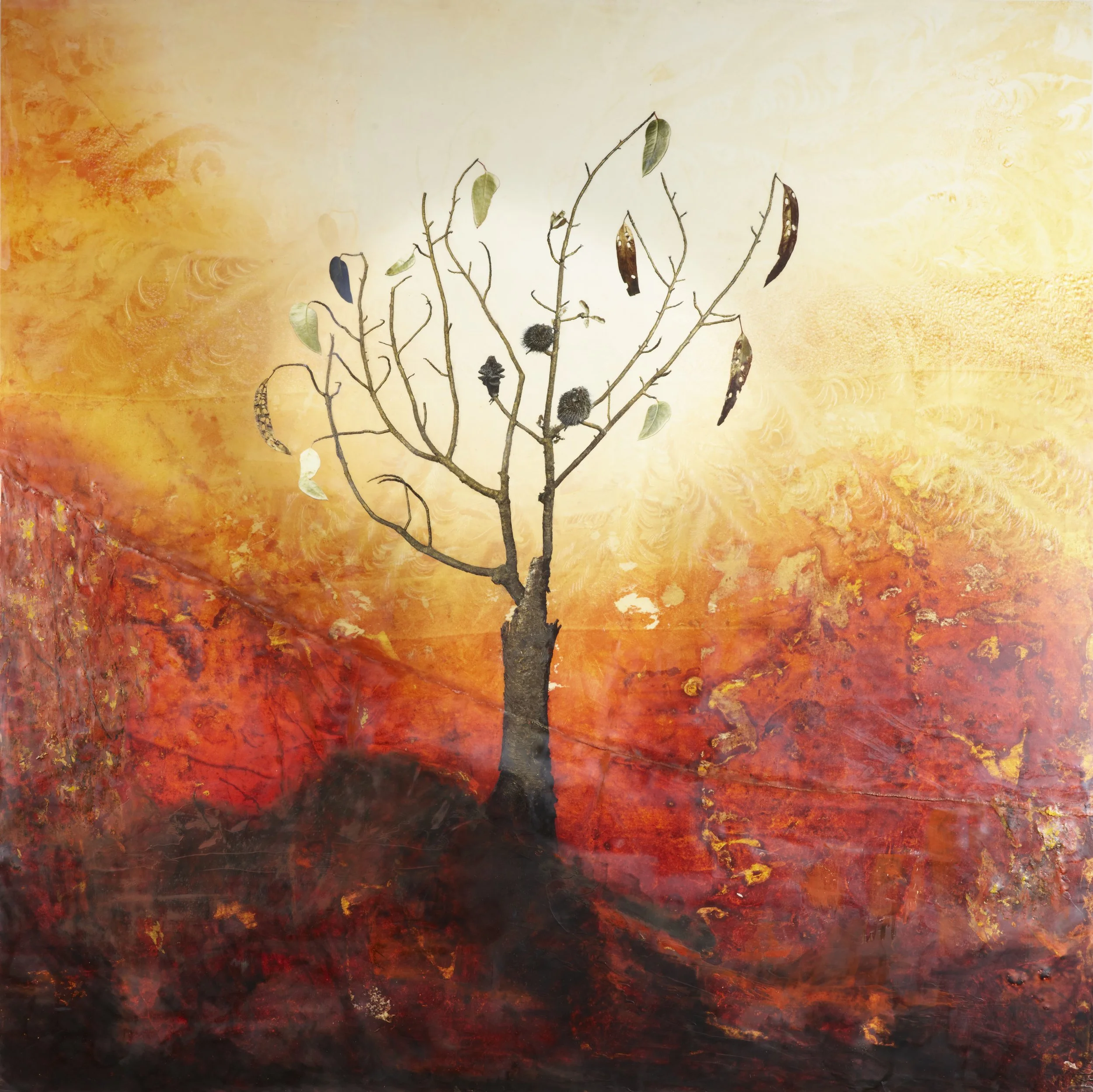 Imaginata Australis vii new fullres.jpg