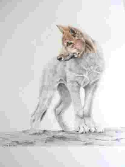 Gillian Baldock - 'Dingo Pup"