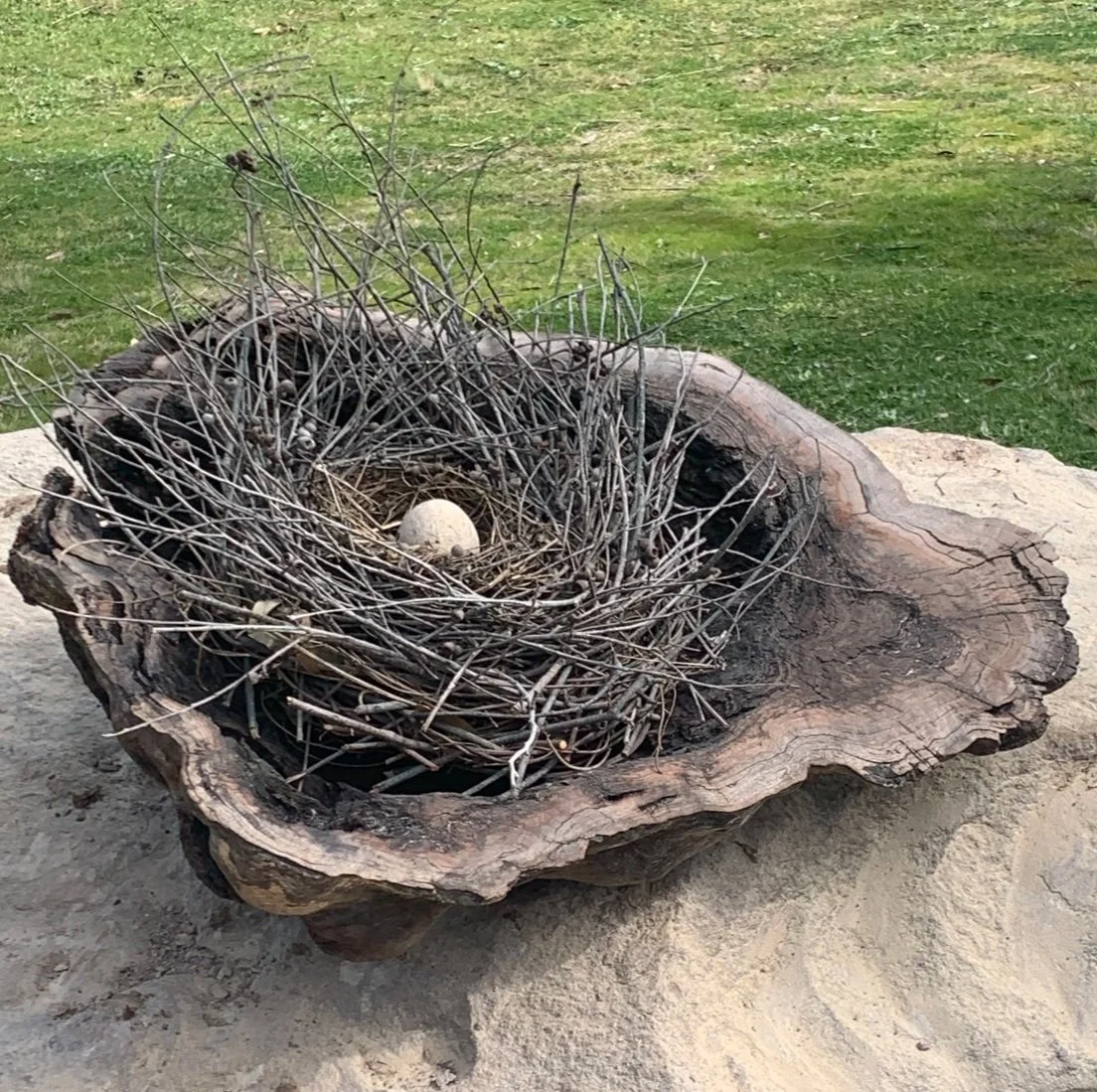 Jules van de Sande - "Nest in Red Gum Burl"