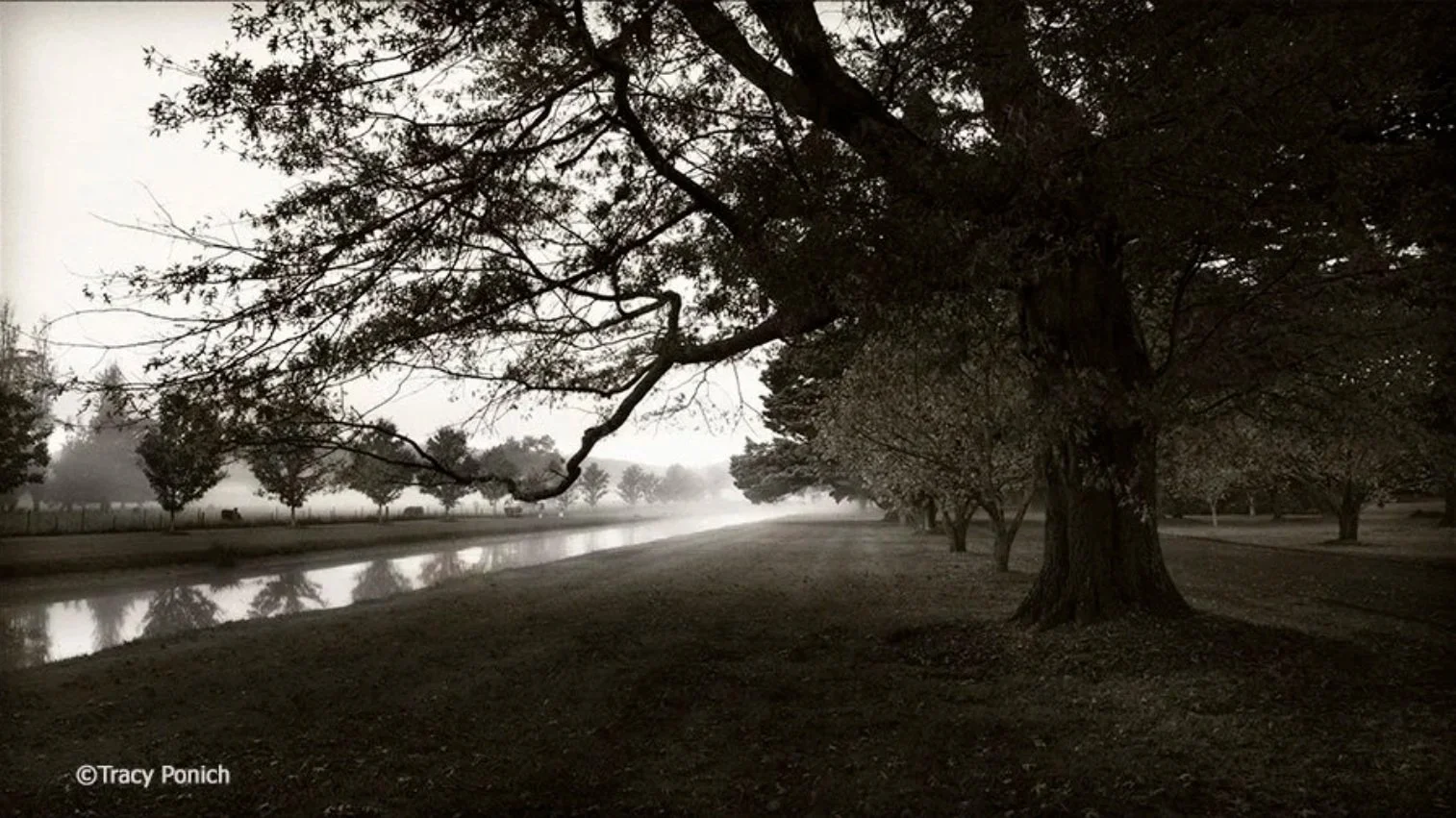 Tracy Ponich - "Mist Retford Park"