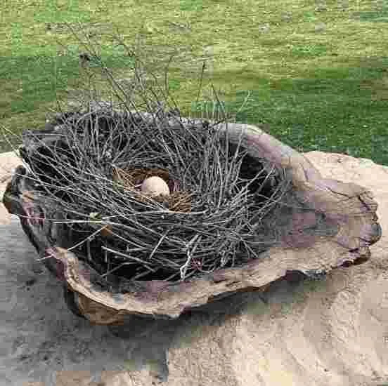 Jules van de Sande - "Nest in Red Gum Burl"