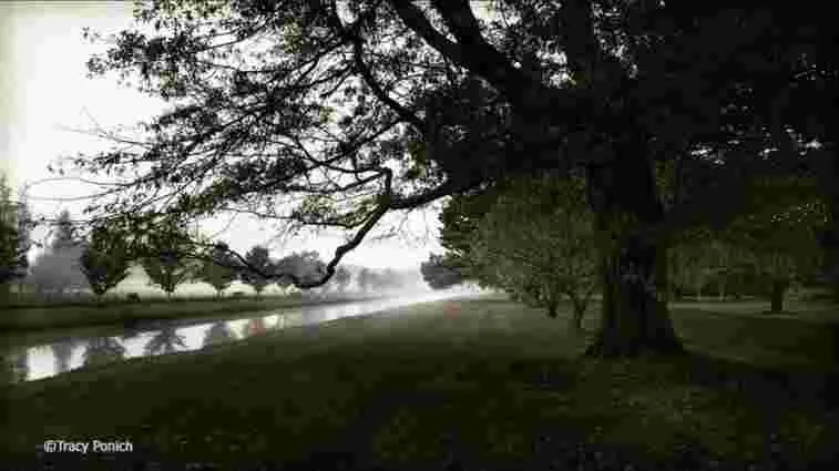 Tracy Ponich - "Mist Retford Park"