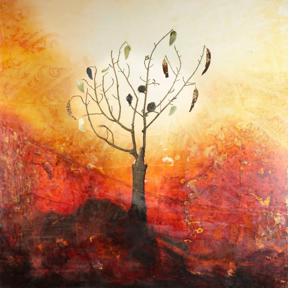John Clayton - "Imaginata Australis"