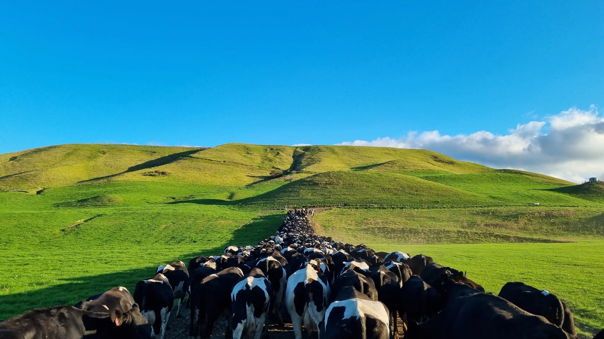 "By and large, the biggest benefit is just having more grass".