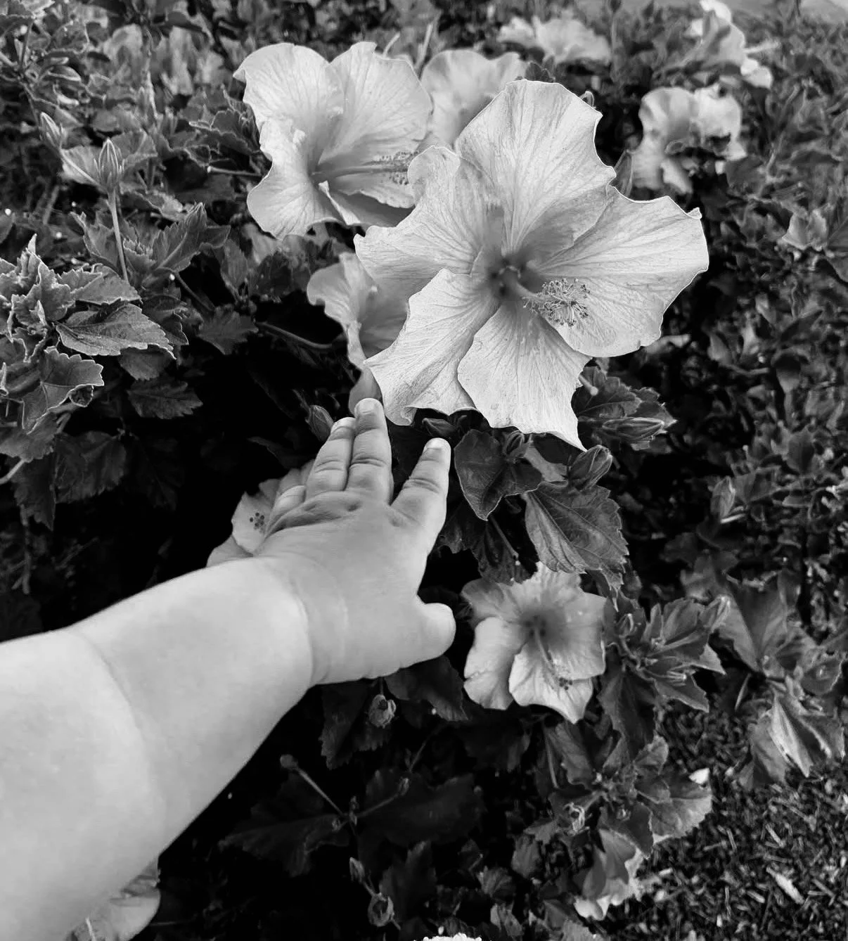 IMG_8981.jpeg