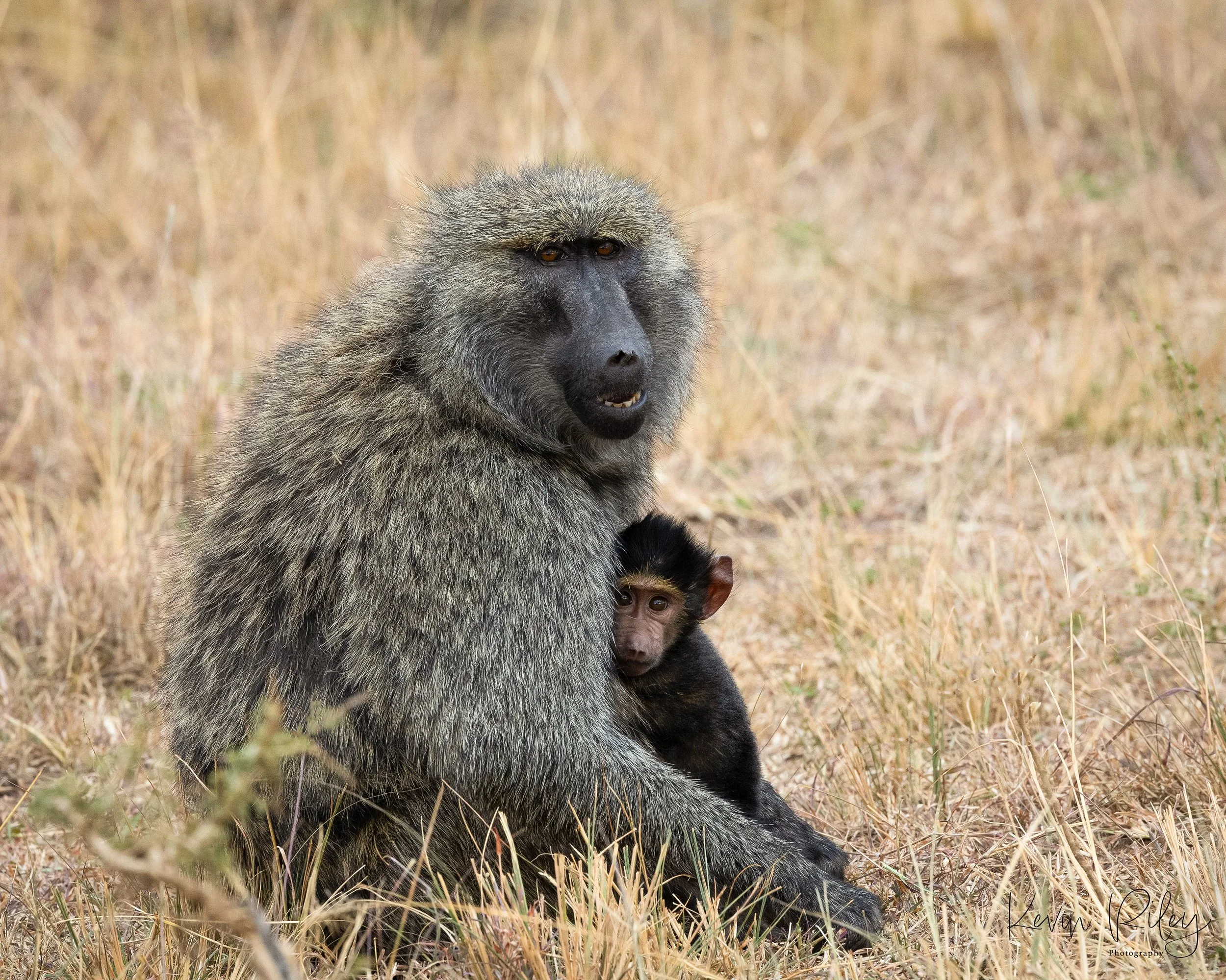 Baboon Female with Baby 2 8x10.jpg
