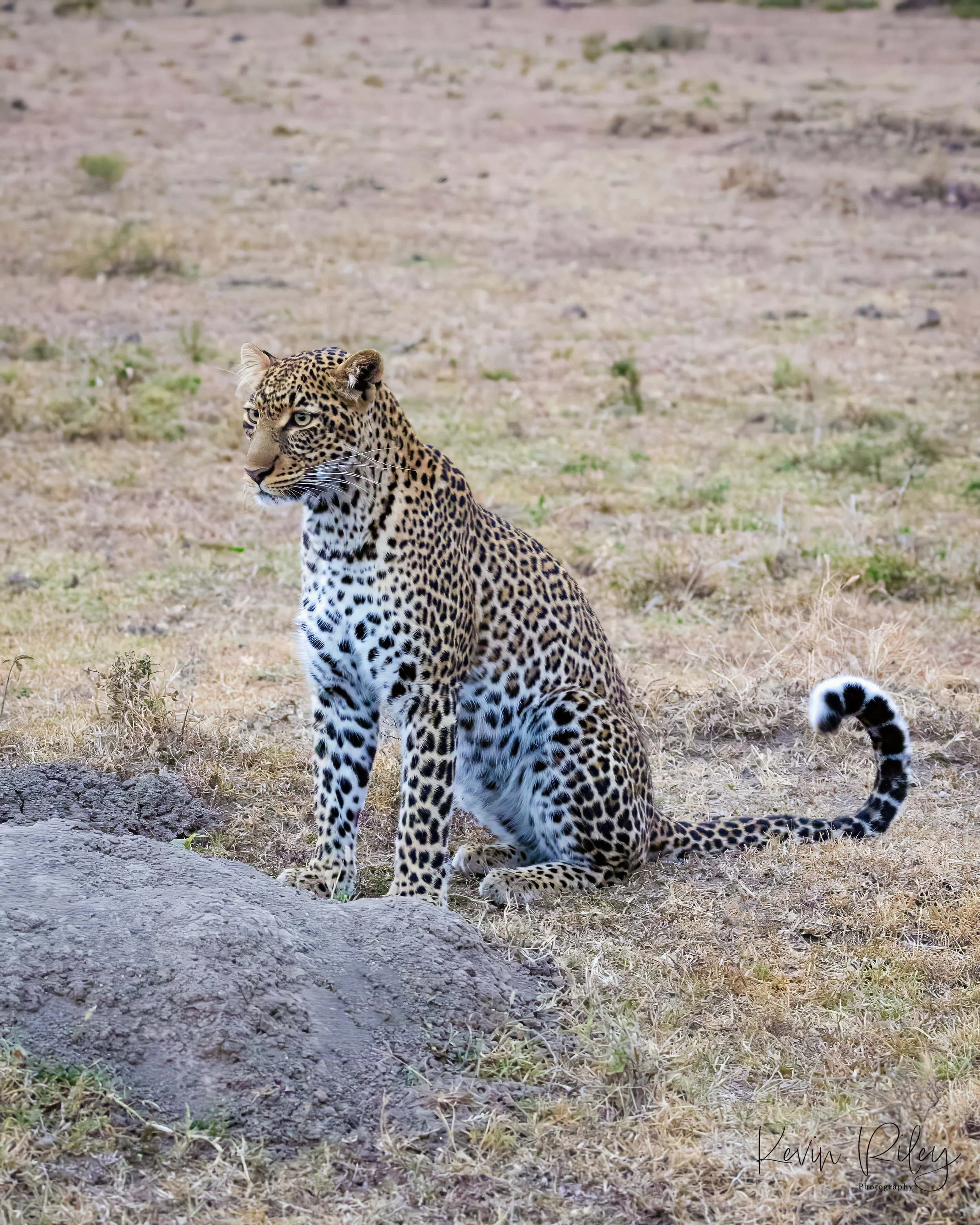 Leopard 8x10 2.jpg
