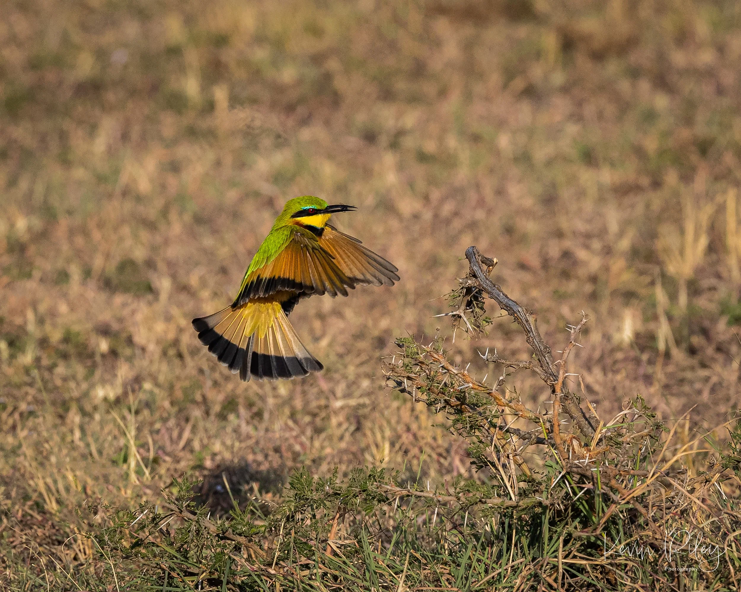 Bee Eater Eating Bug 8x10.jpg