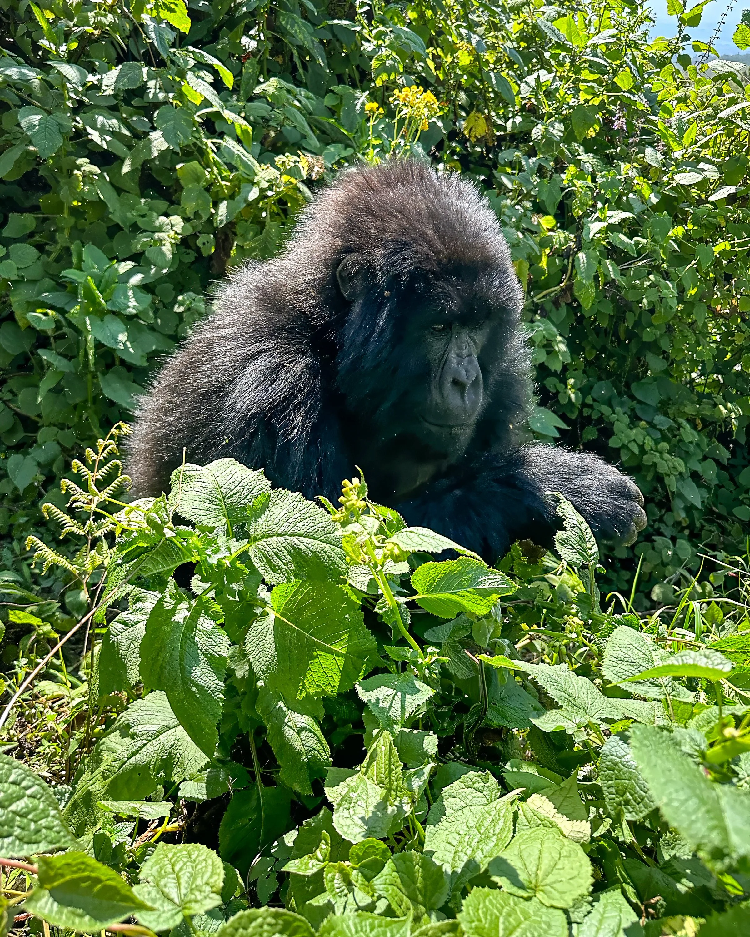 2023 Gorillas & Rwanda