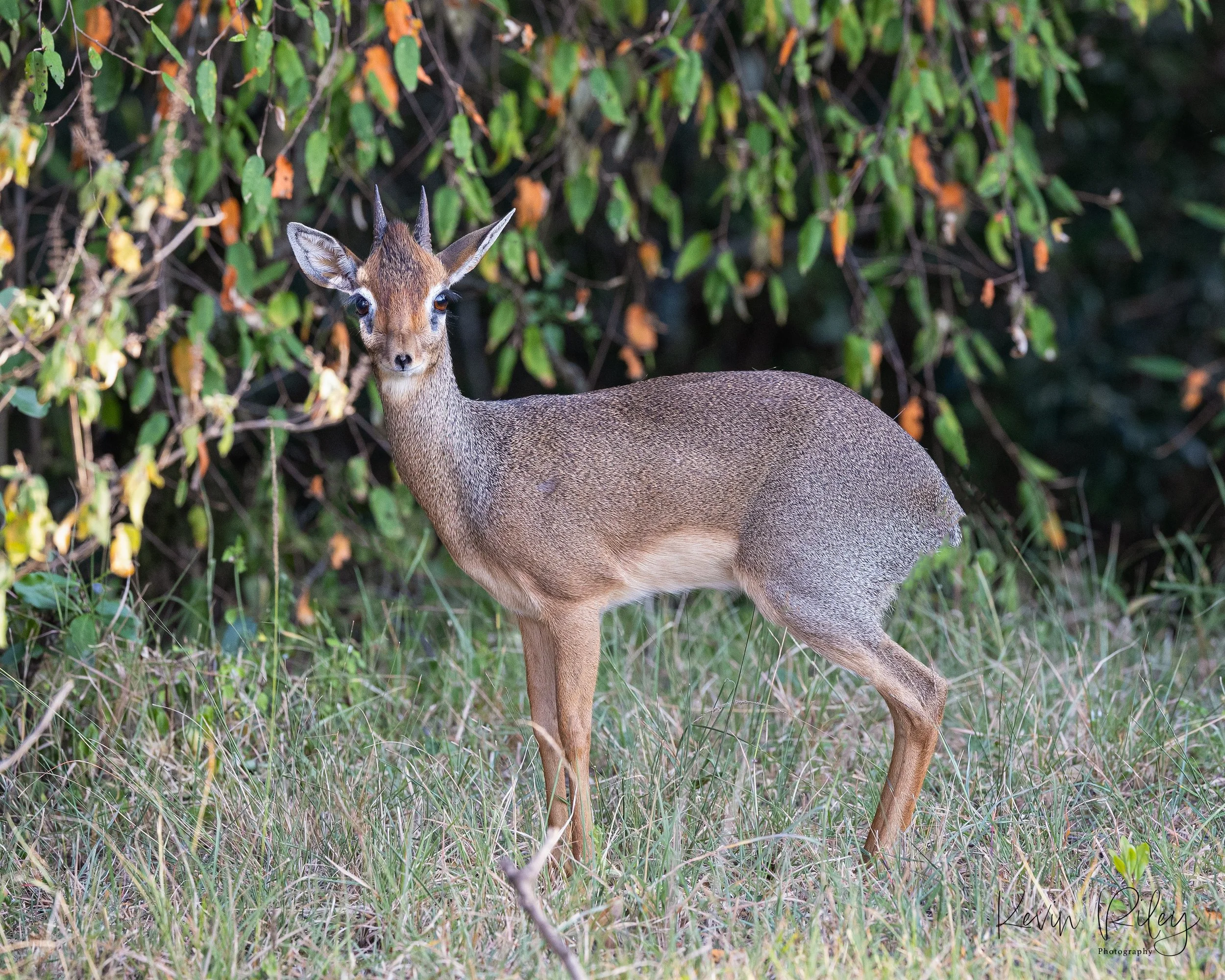 Dik-dik 8x10.jpg
