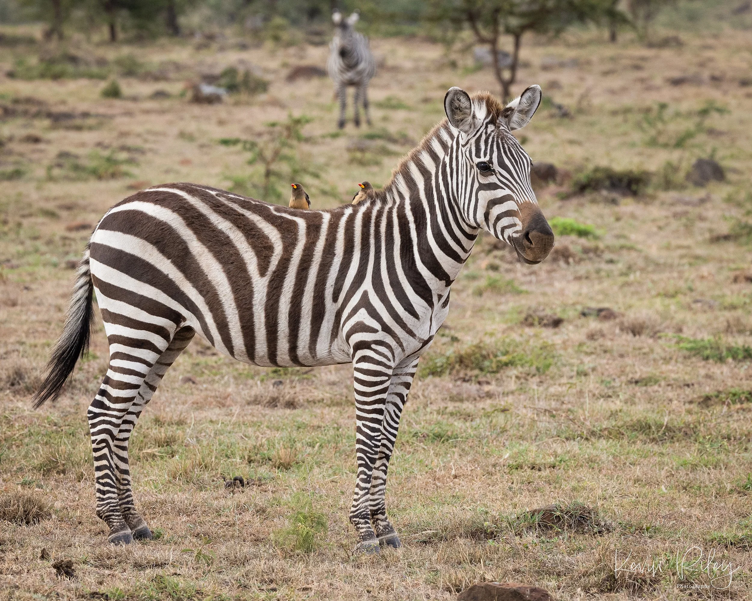 Zebra Colt with Mama Looking On 8x10.jpg