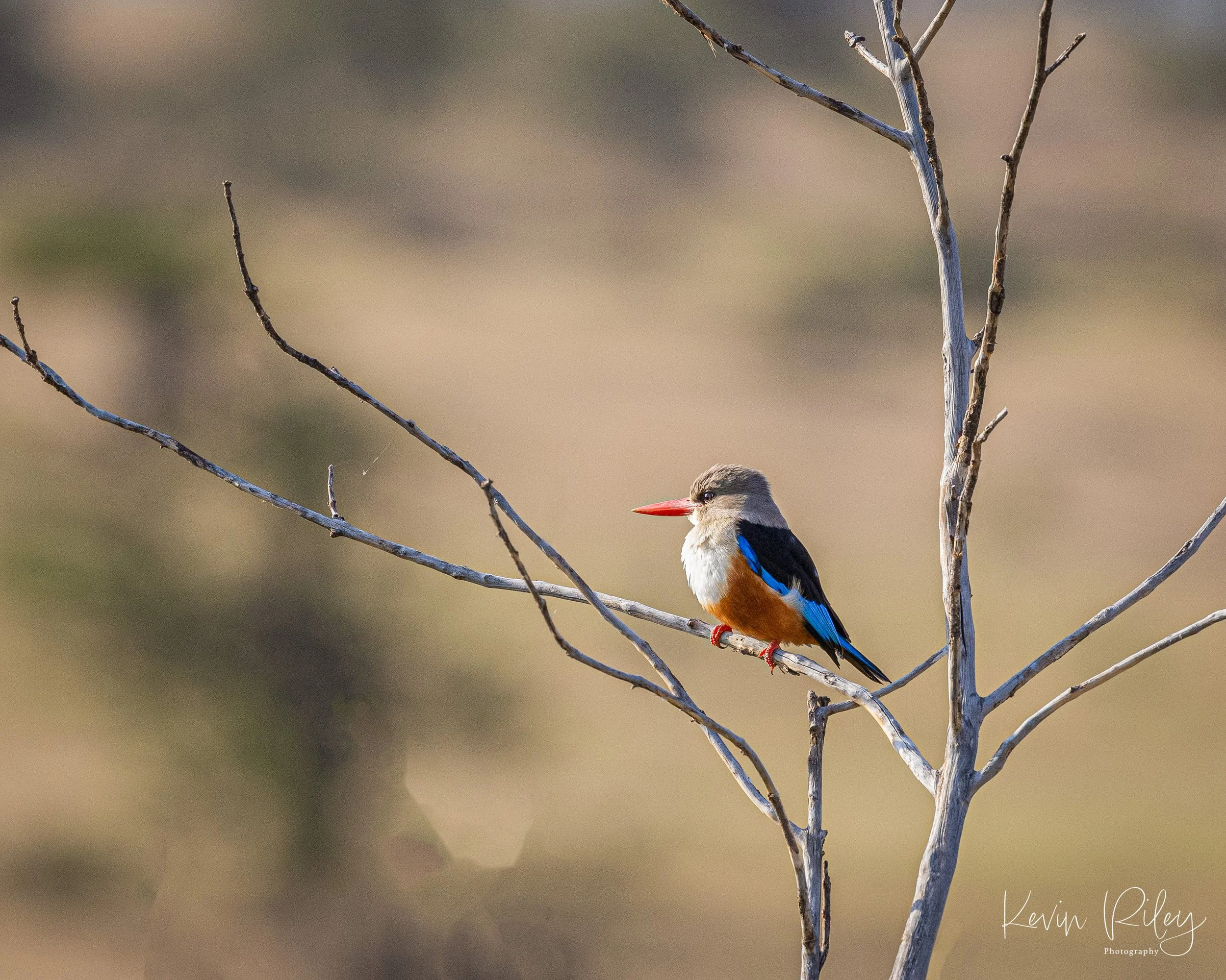 Gray-Headed Kingfisher Rare 1 8x10.jpg