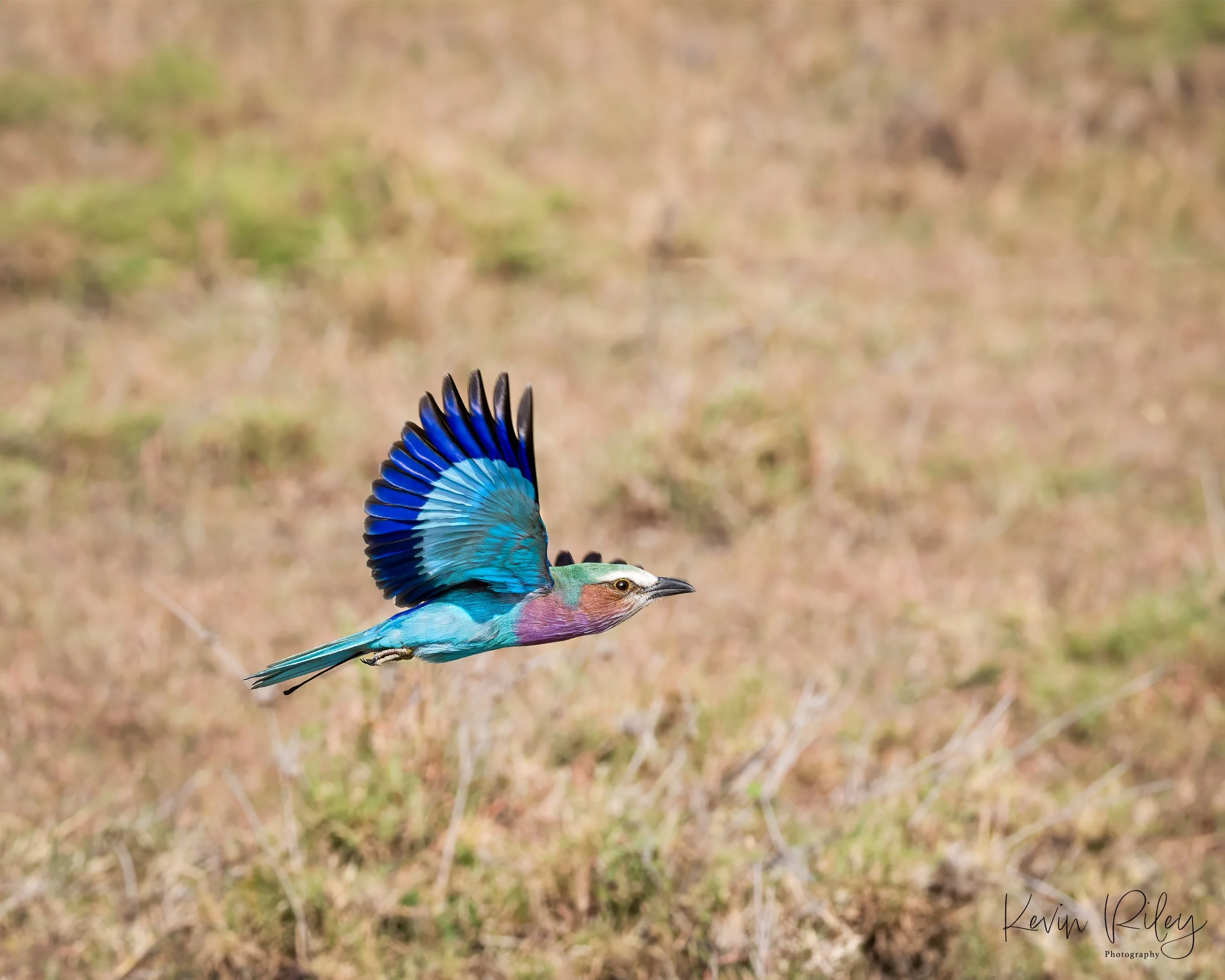 Lilac-Breasted Roller 8x10.jpg