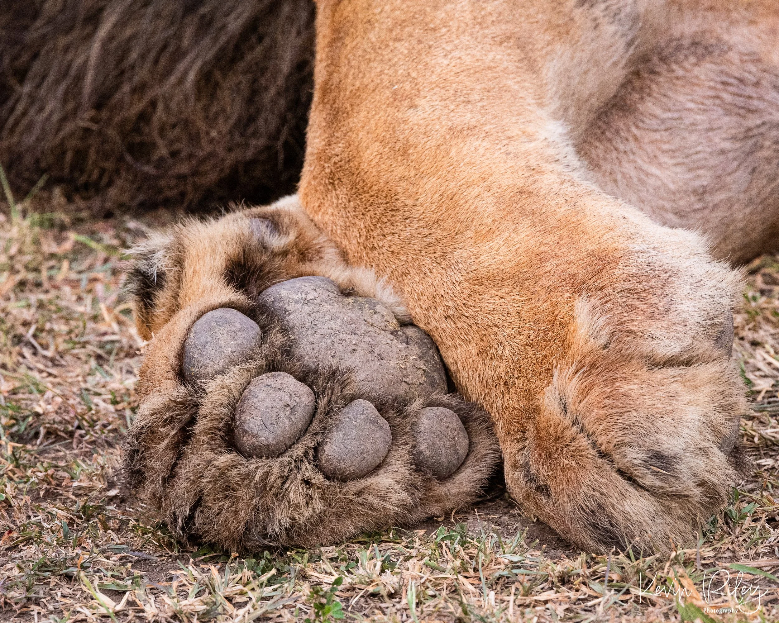 Lion Paw 8x10.jpg