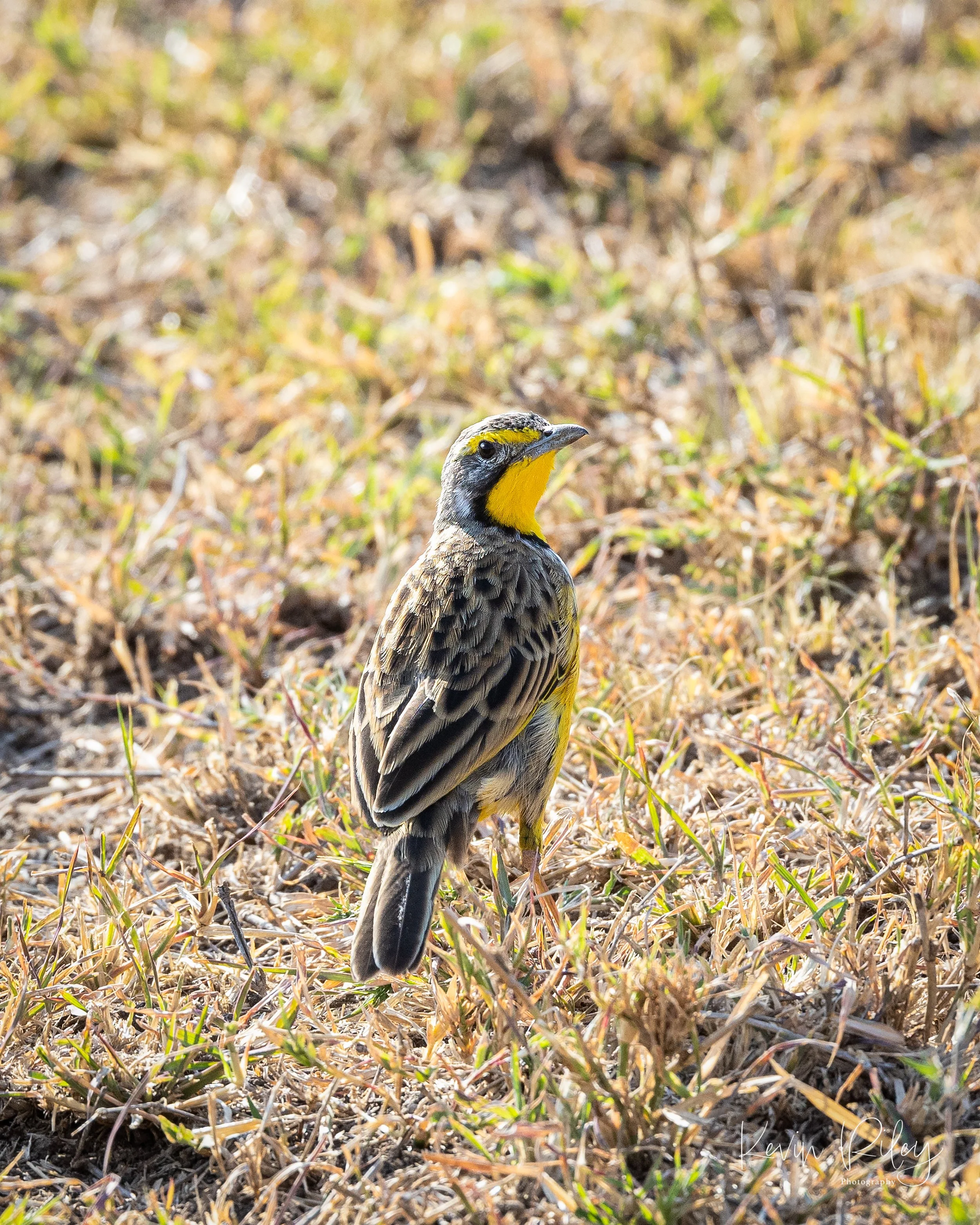 Yellow-Throated Longclaw 8x10.jpg