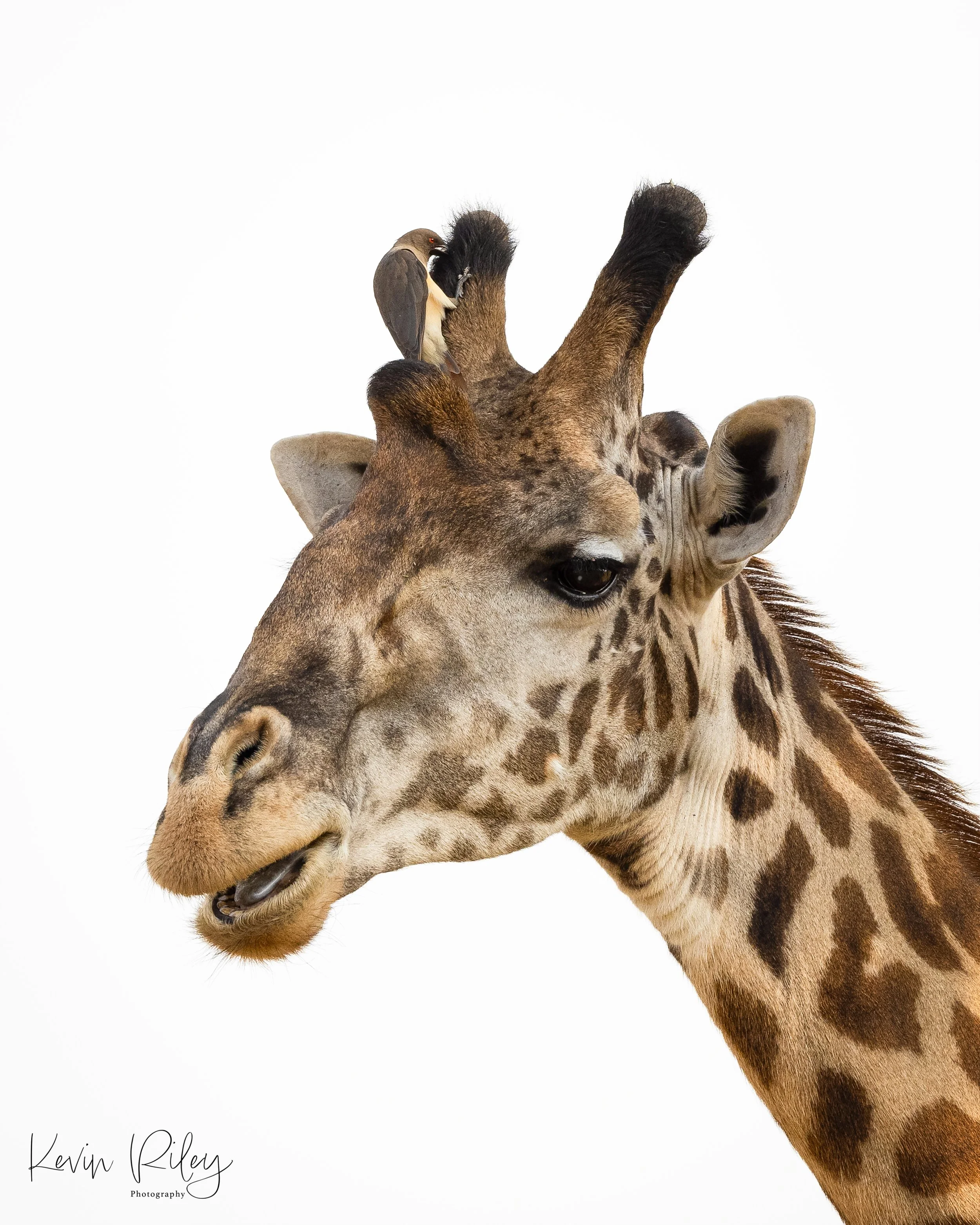 Masai Giraffe with Yellow-Billed Oxpecker 1 8x10.jpg