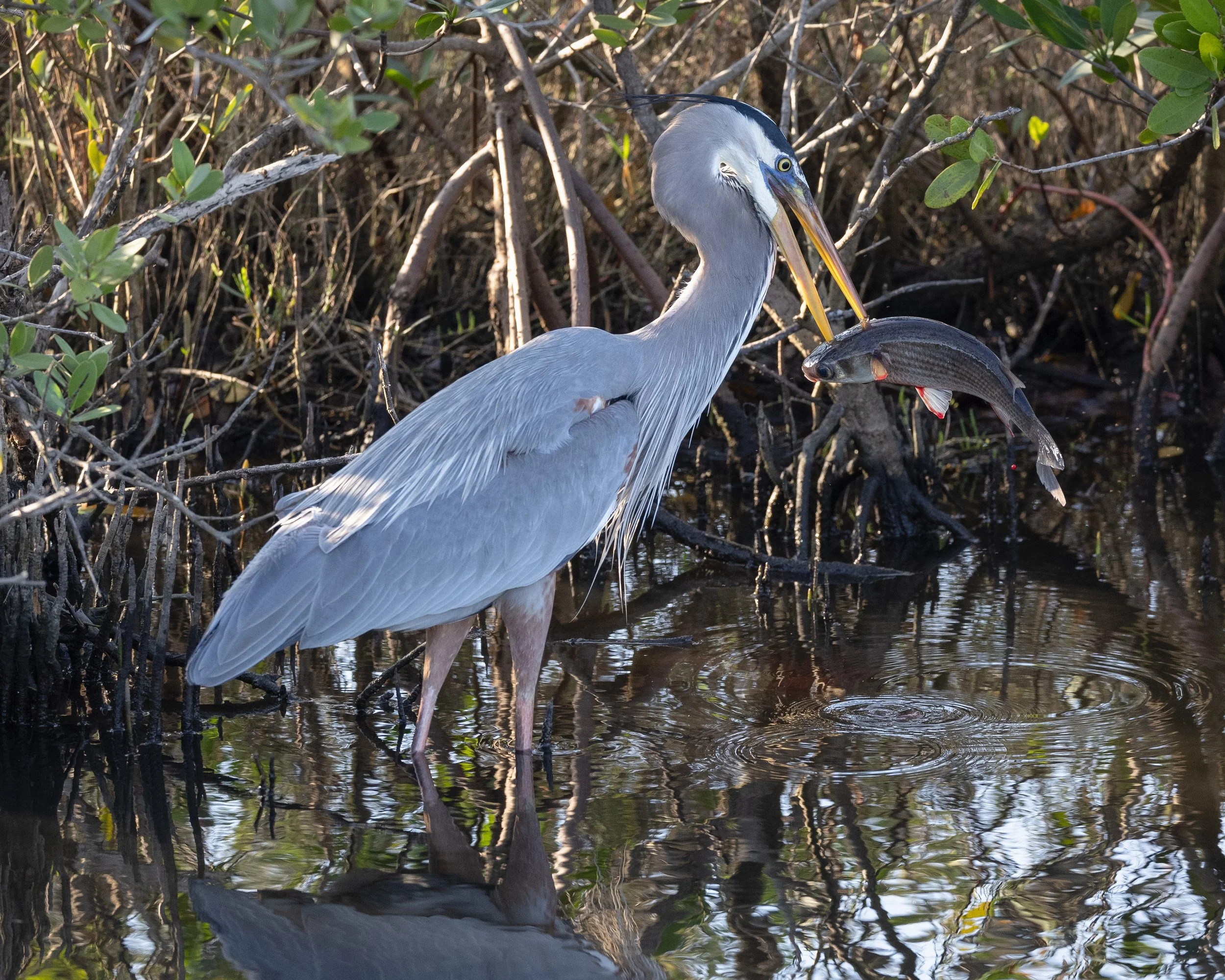 Blue Heron with Fish on Beak.jpg