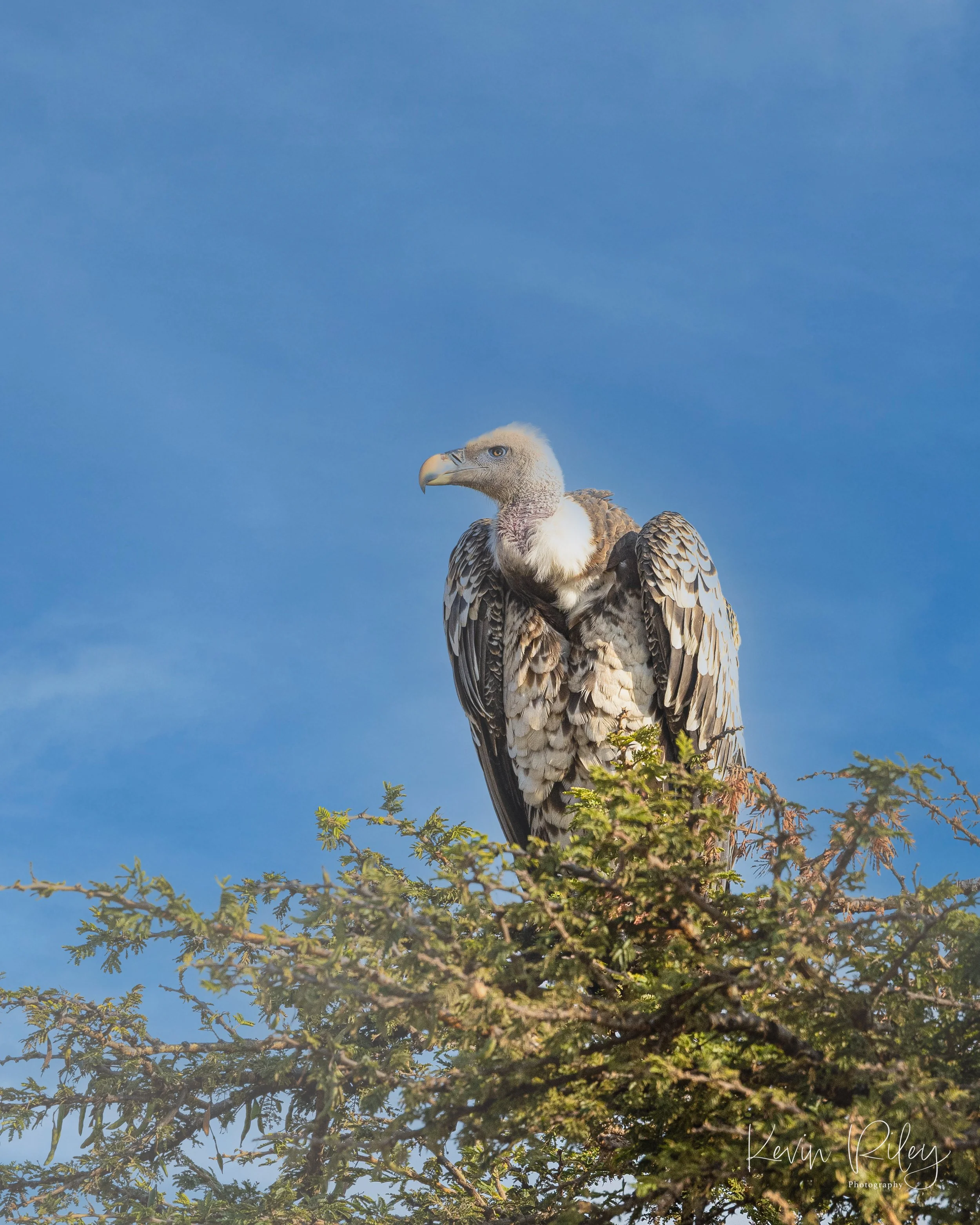 White Backed Vulture 8x10.jpg