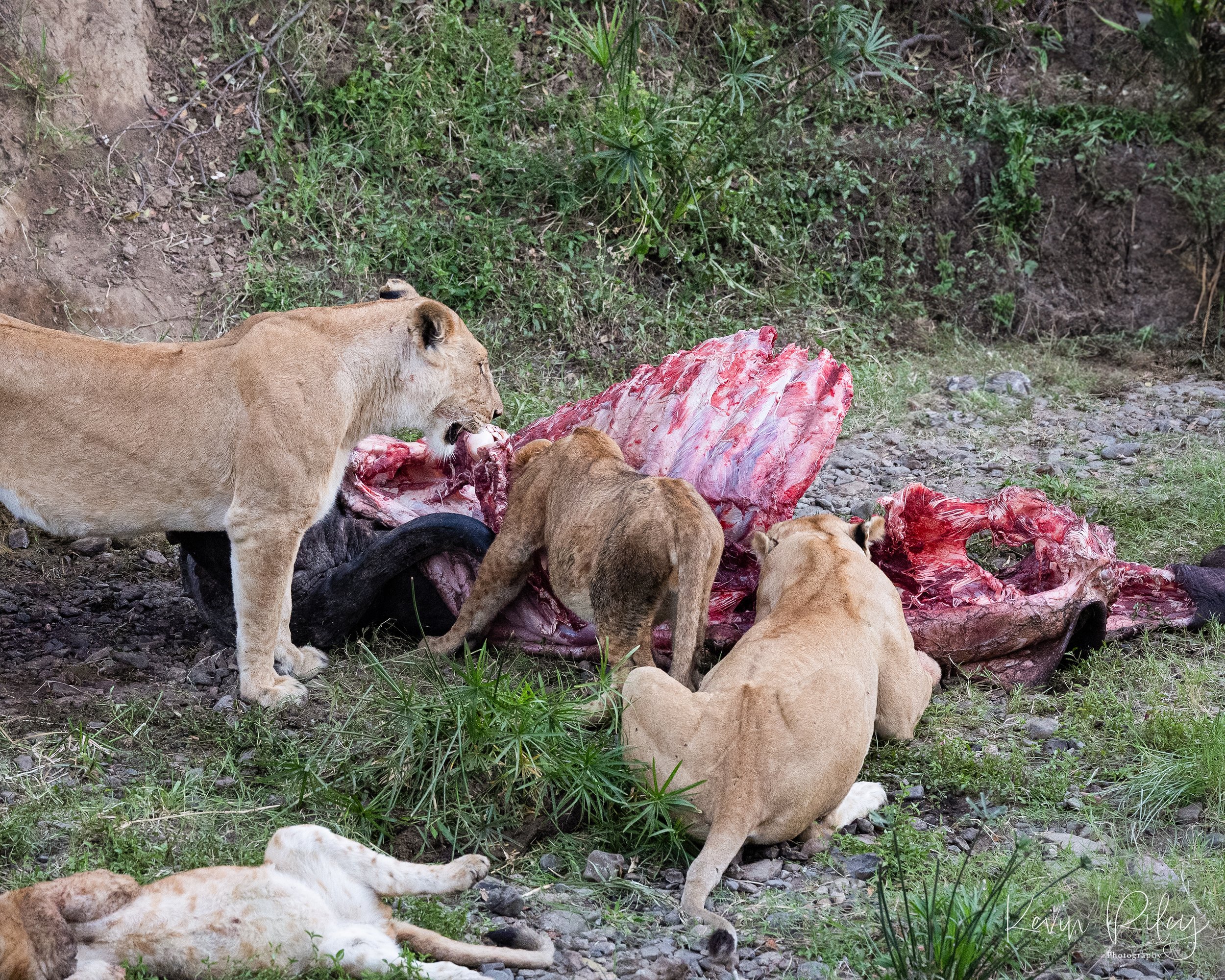 Lion Pride on Buffalo Kill Mama Watching 8x10.jpg