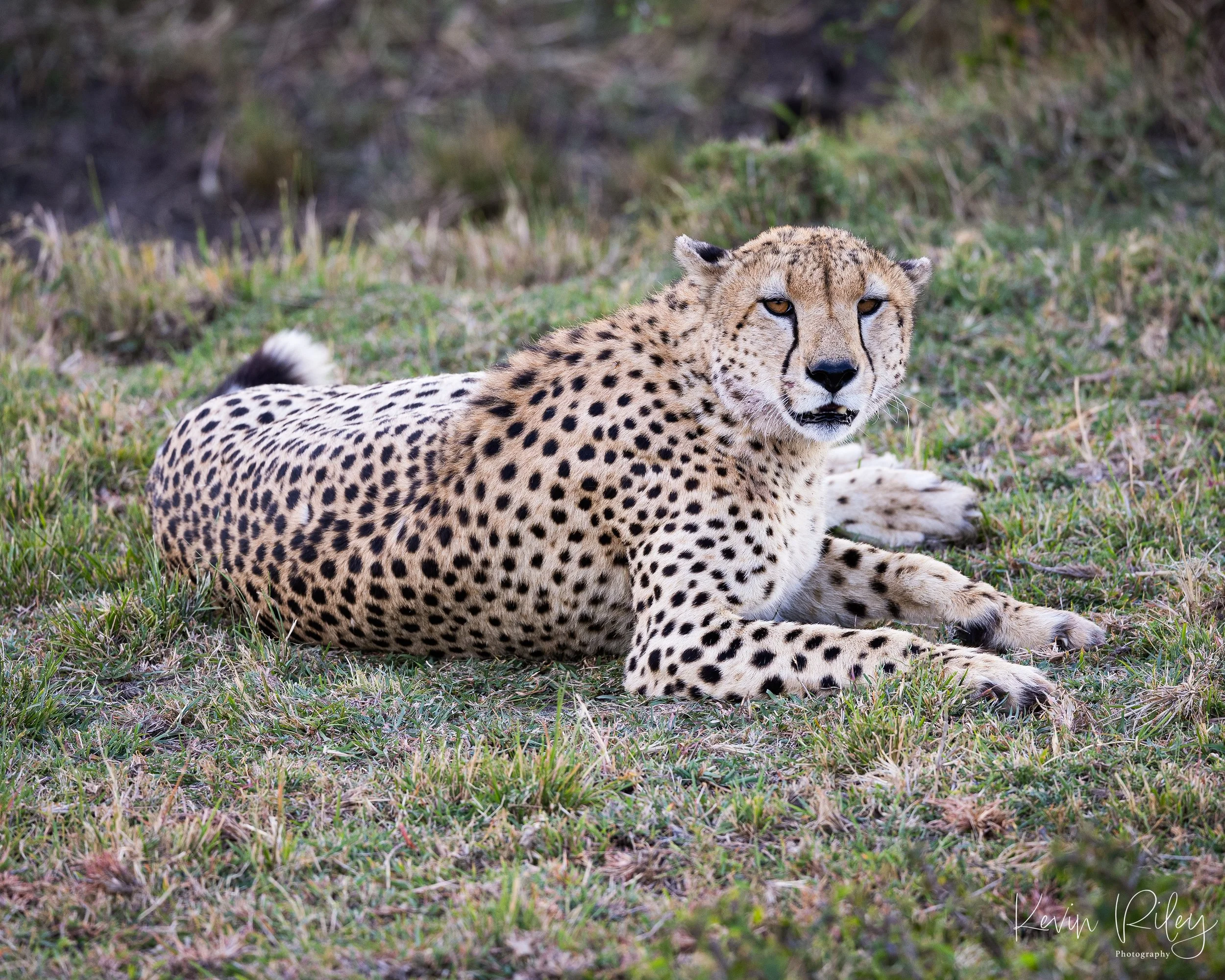 Cheetah 8x10.jpg
