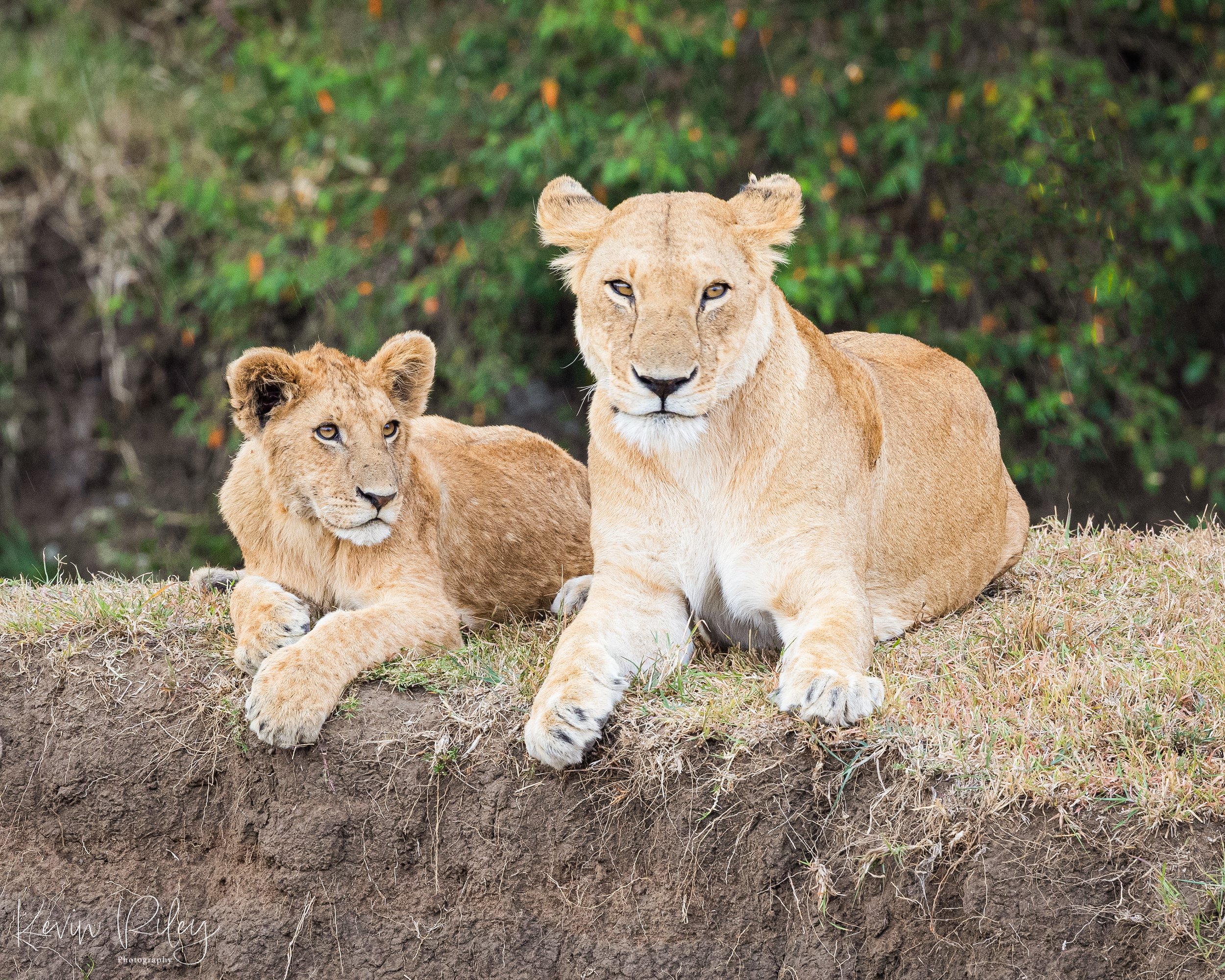 2023 Africa Kicheche Bush