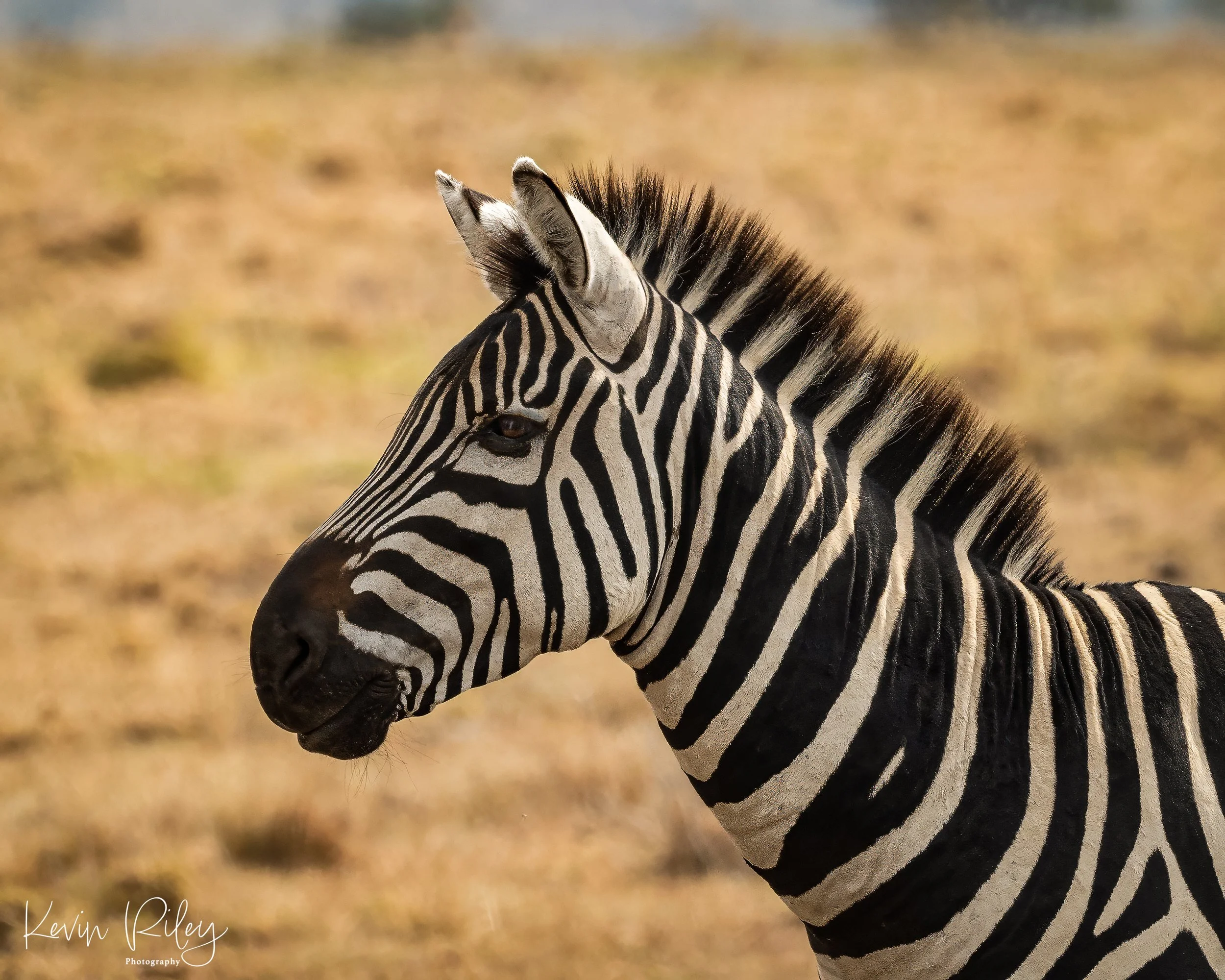 Zebra 8x10.jpg