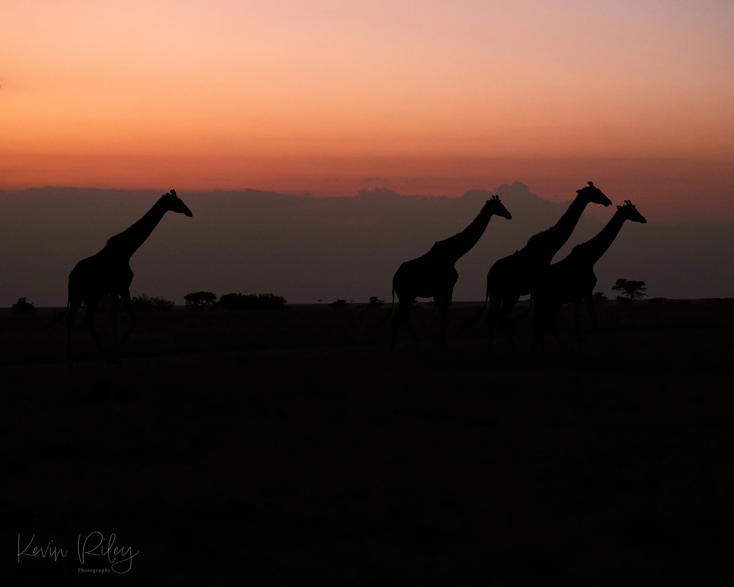 2023 Africa Kicheche Valley