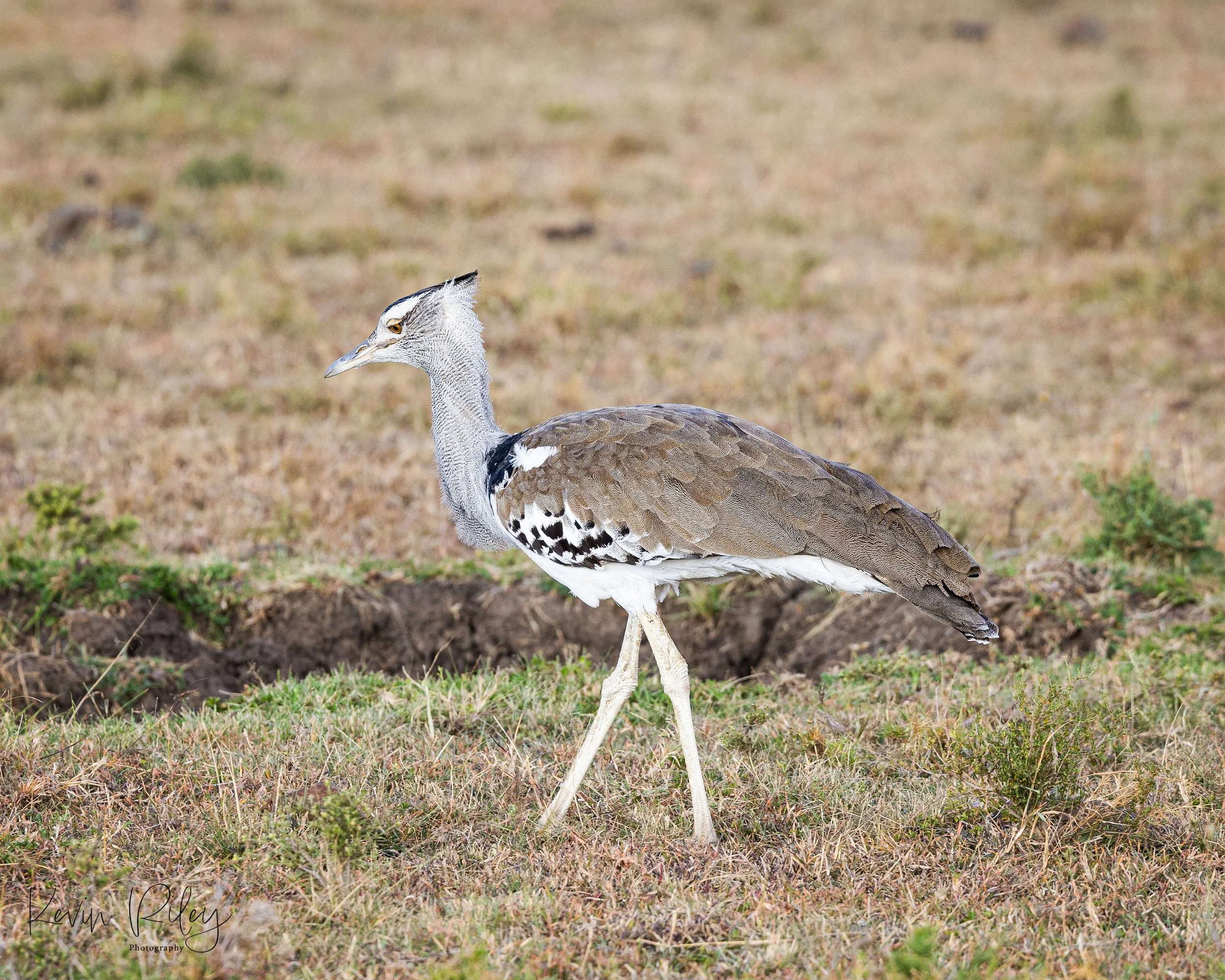 Kori Bustard Male 8x10.jpg